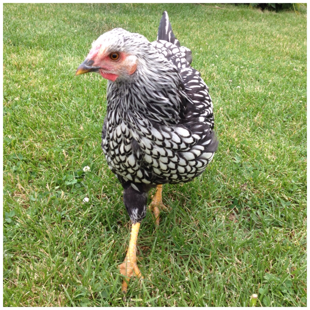 Henrietta 
a 4 month old Sliver Wyanotte