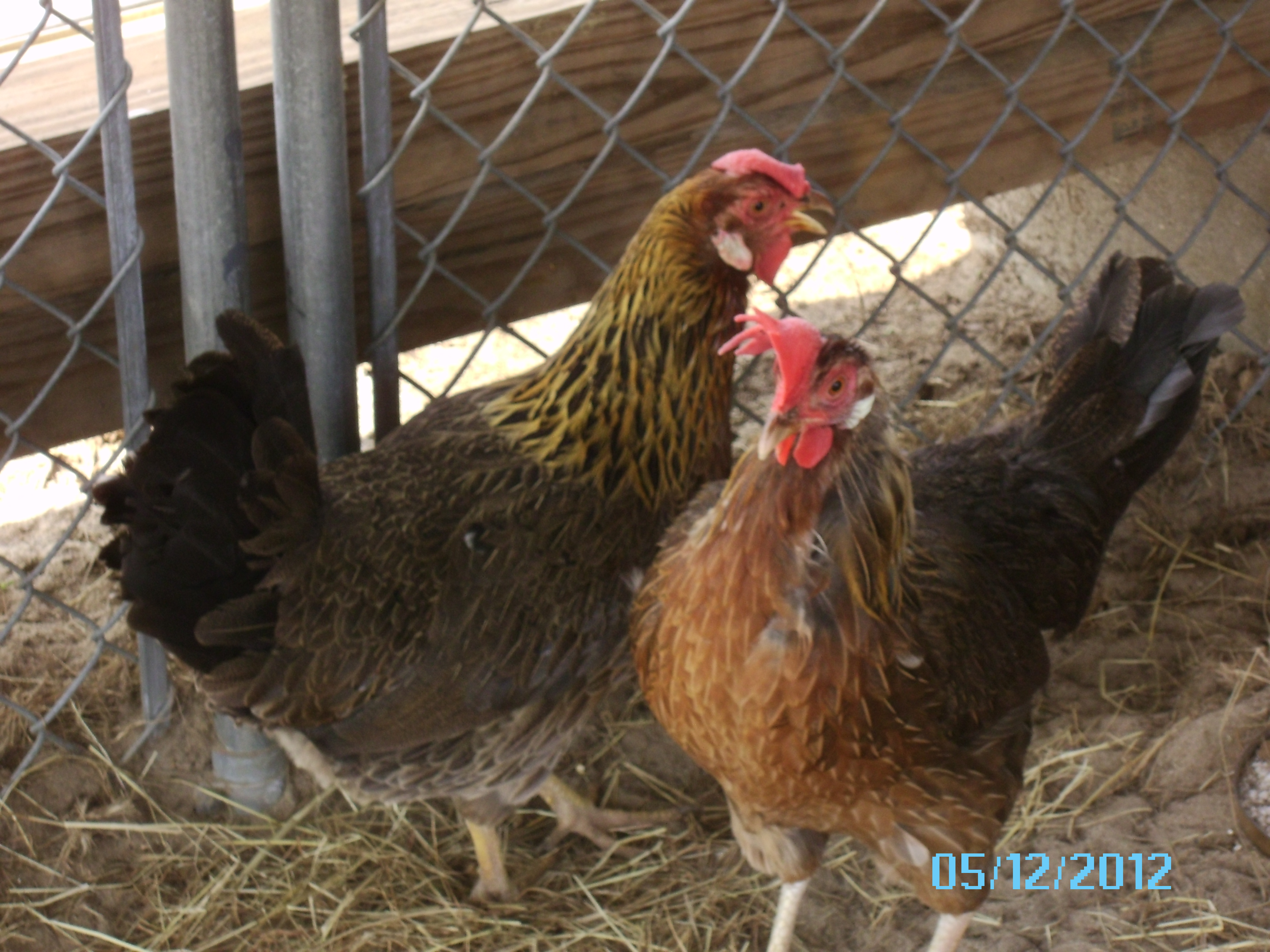 Henrietta and Baldy - light brown Leghorns