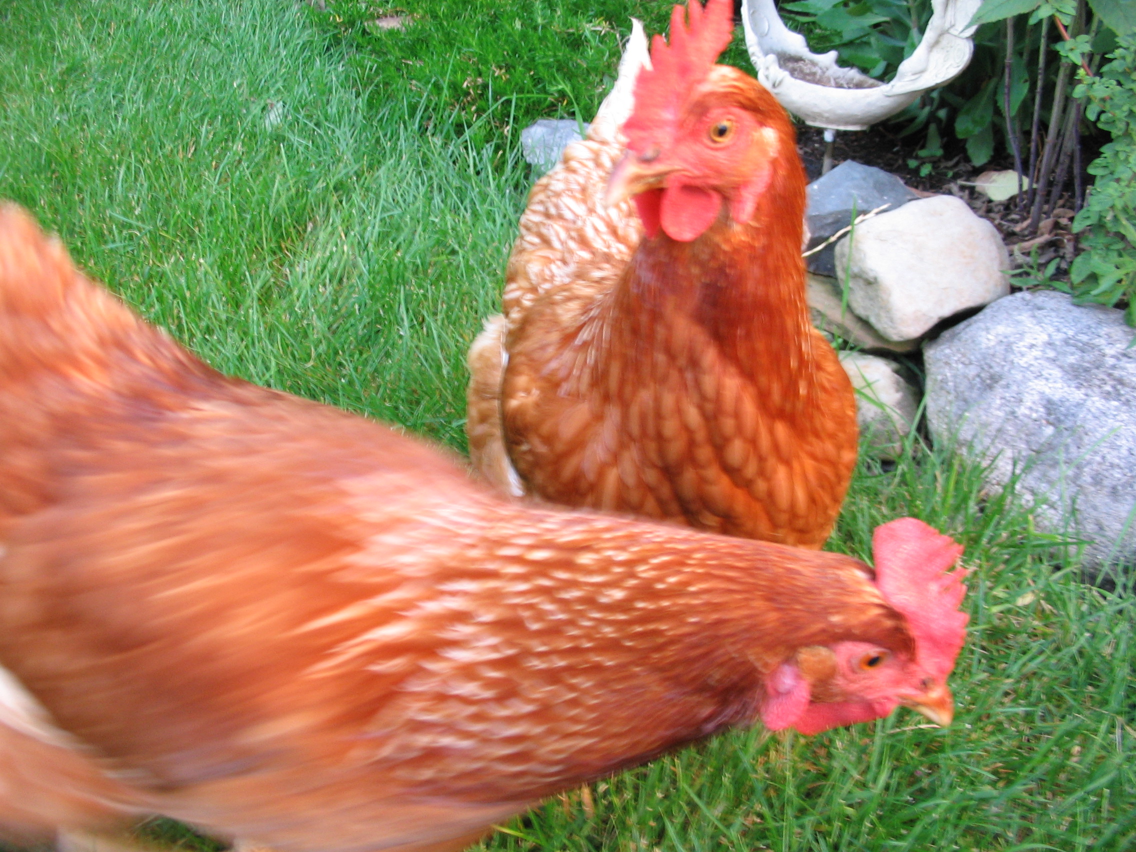 Henrietta and Georgianna,, named after my late great-aunts