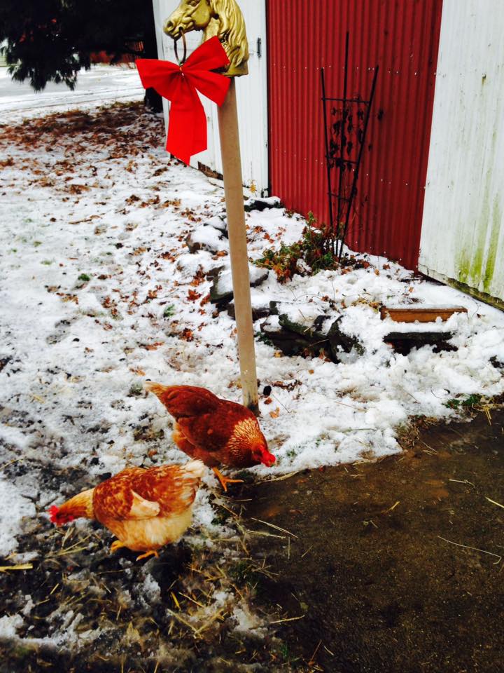 Henrietta and Henny Penny