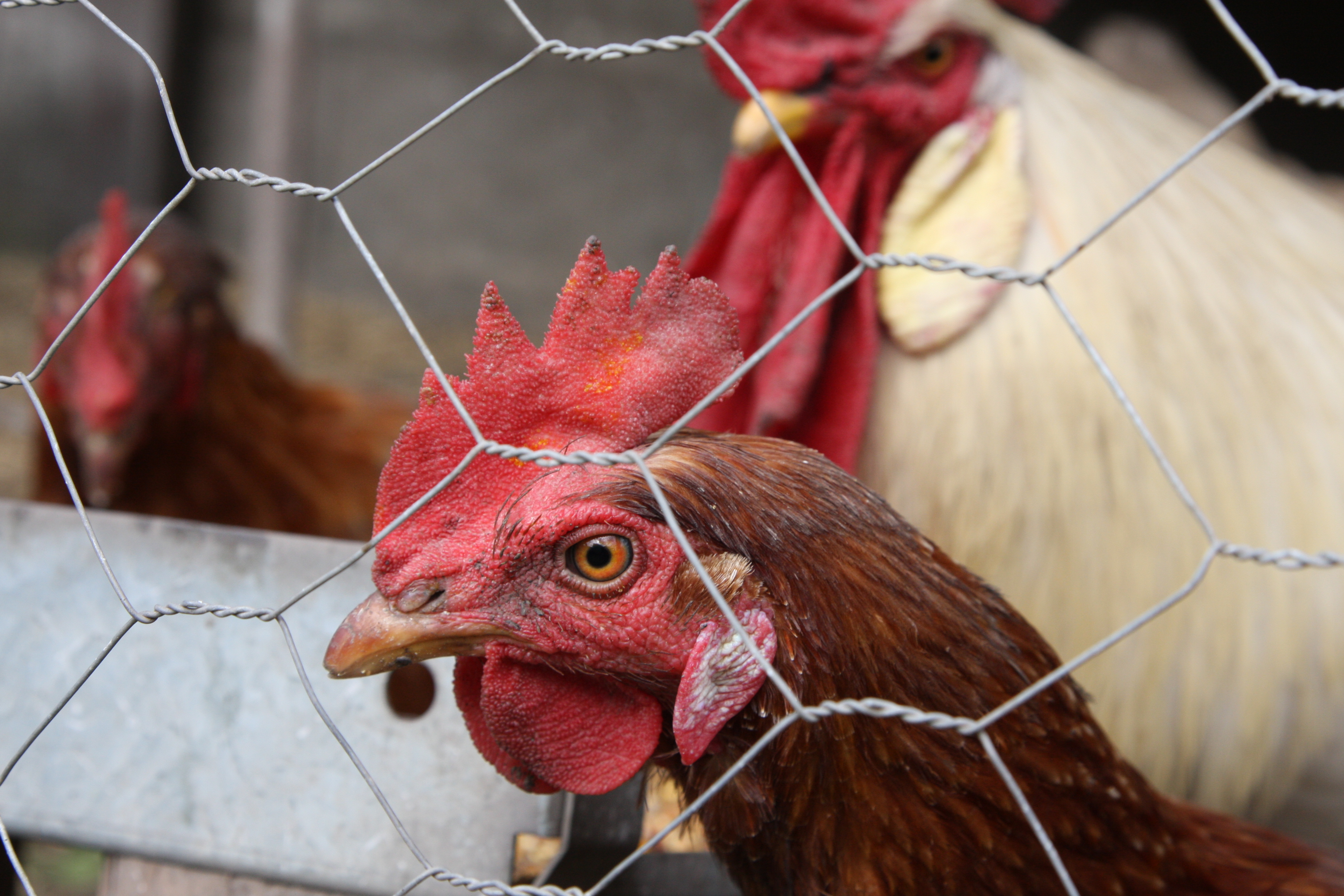 Henrietta and the rooster.