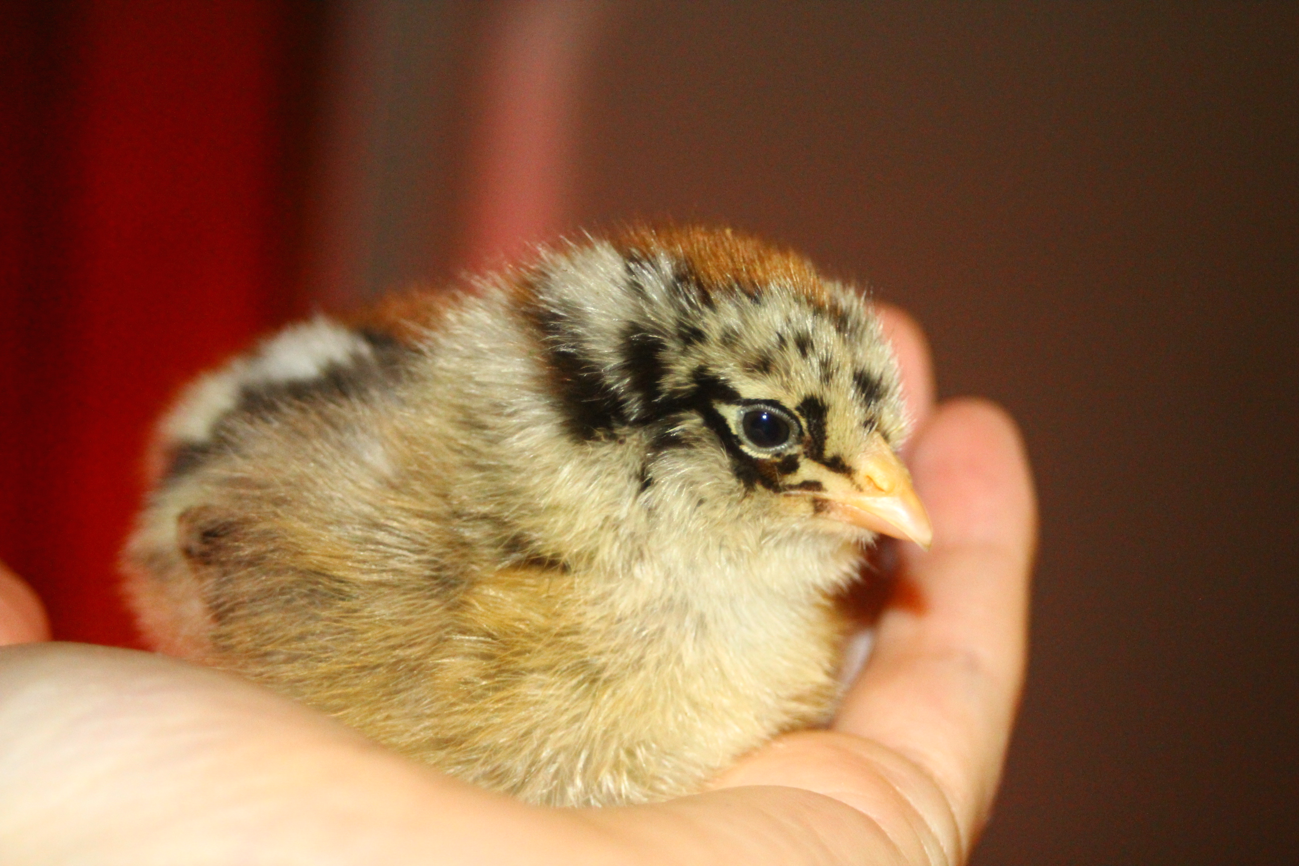 Henrietta - Araucana/Easter Egger (Mama's chick)