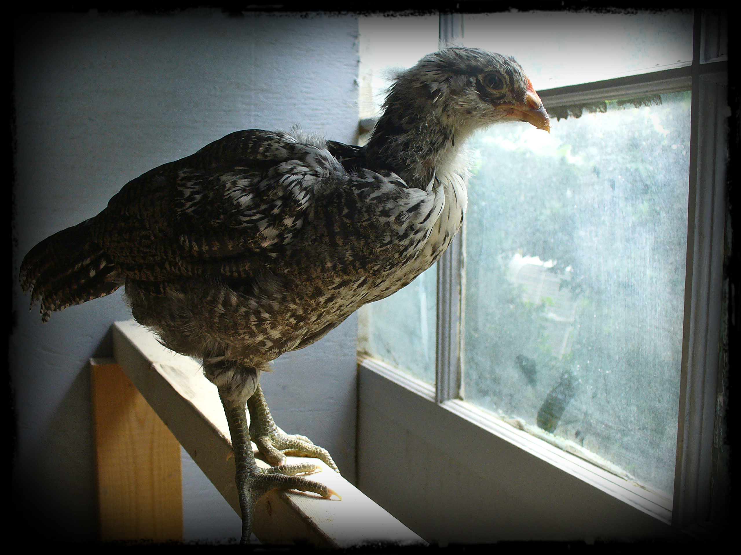 Henrietta, but I think s/he is a Henry. Very juvenile cock-a-doodle-doo heard ...
Easter Egger, 6 weeks