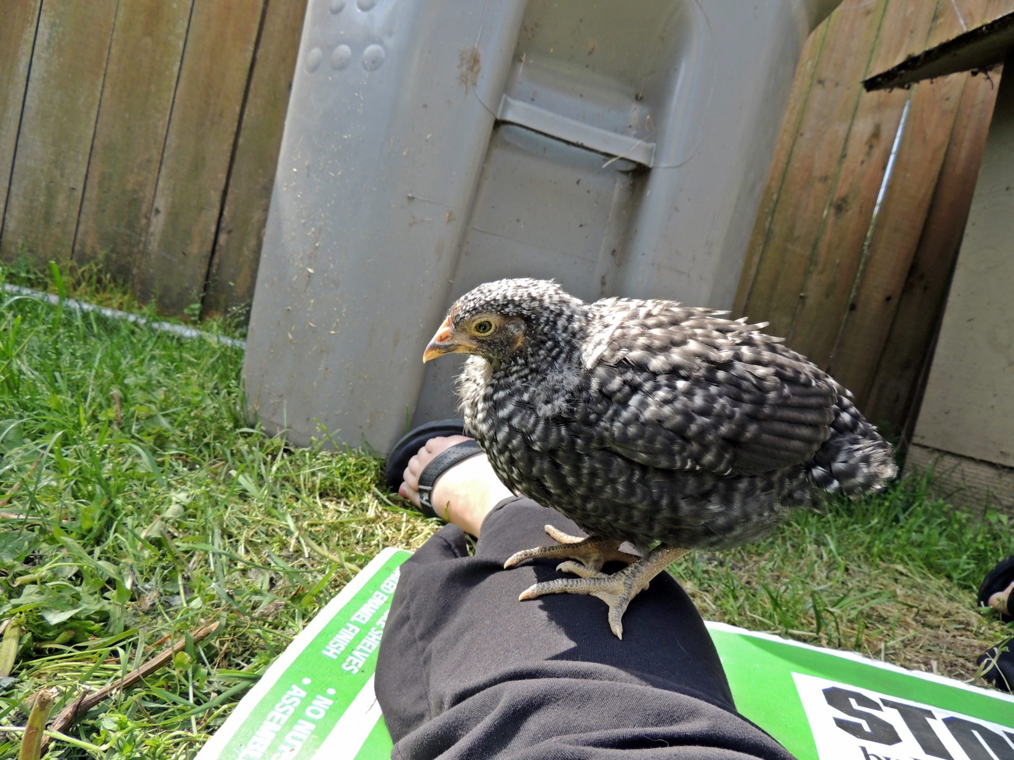 Henrietta decided to roost on my leg while I took pictures