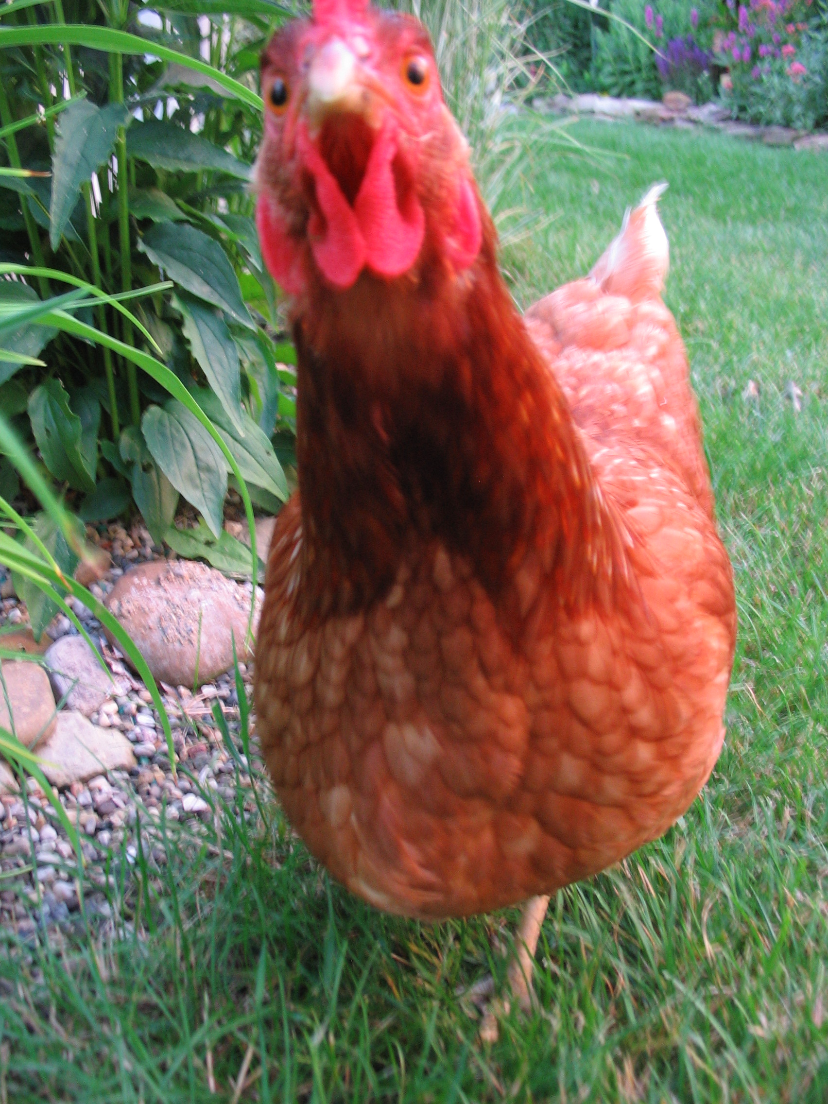 Henrietta giving me the old stink eye