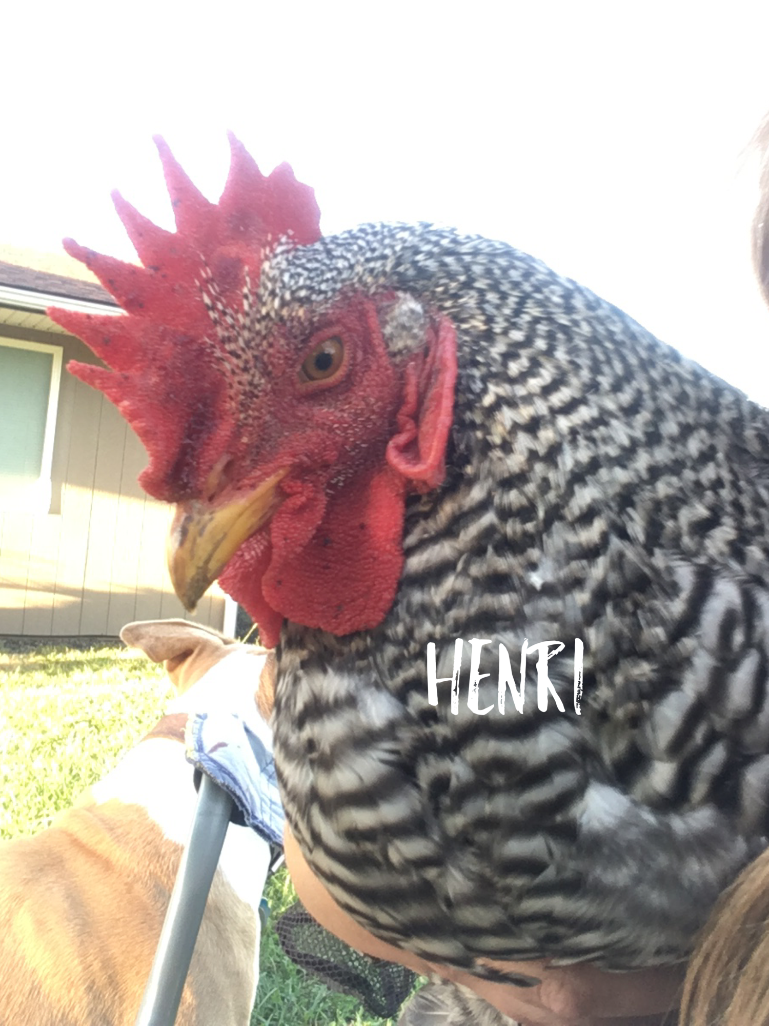 Henrietta is a Henri