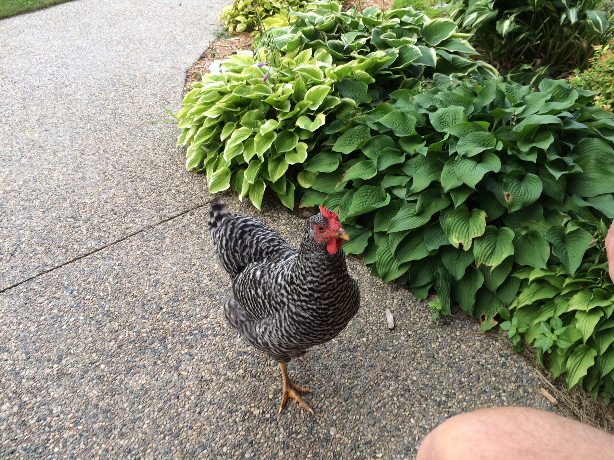 Henrietta is the most inquisitive hen!