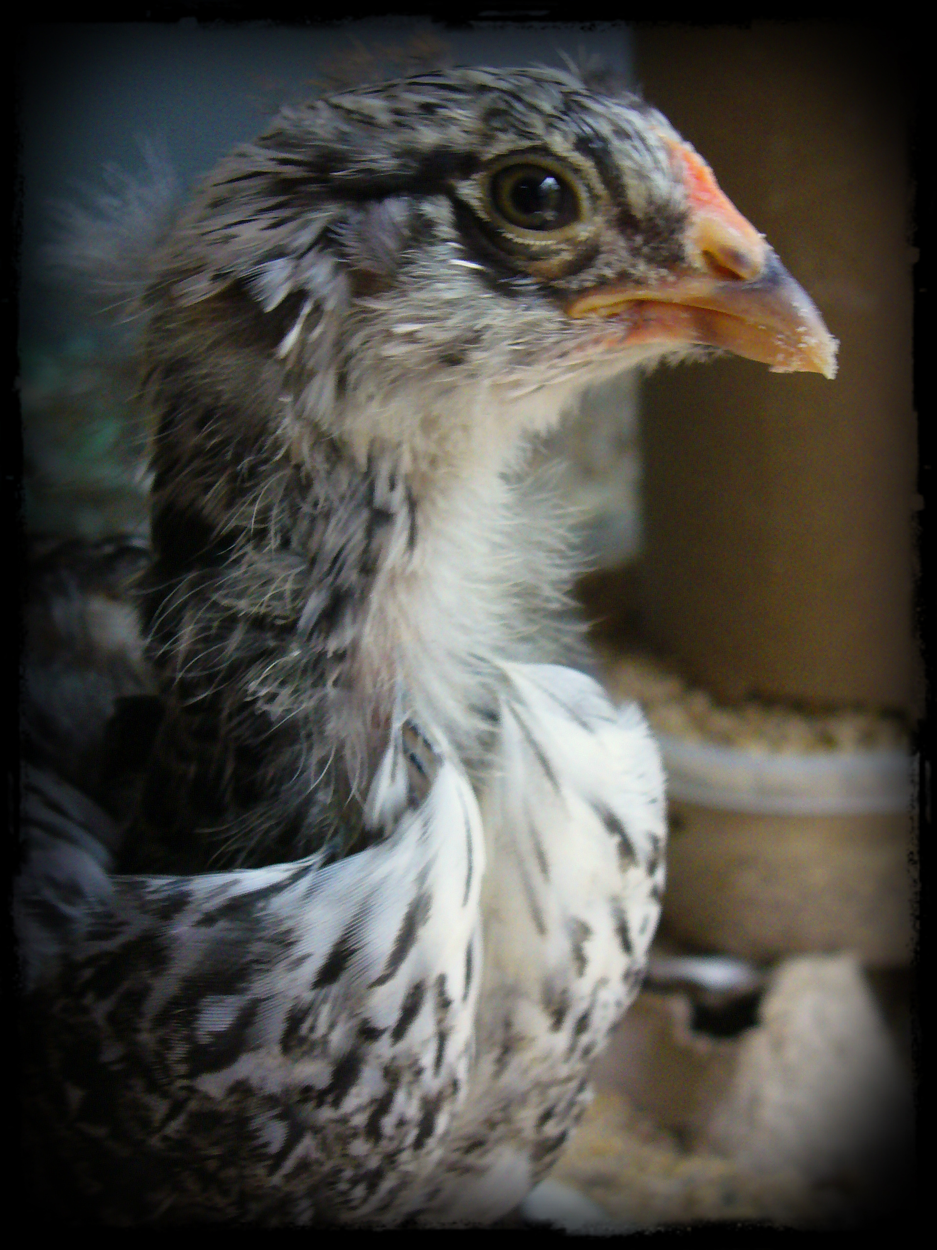 Henrietta or Henry??? Easter Egger, 6 weeks.