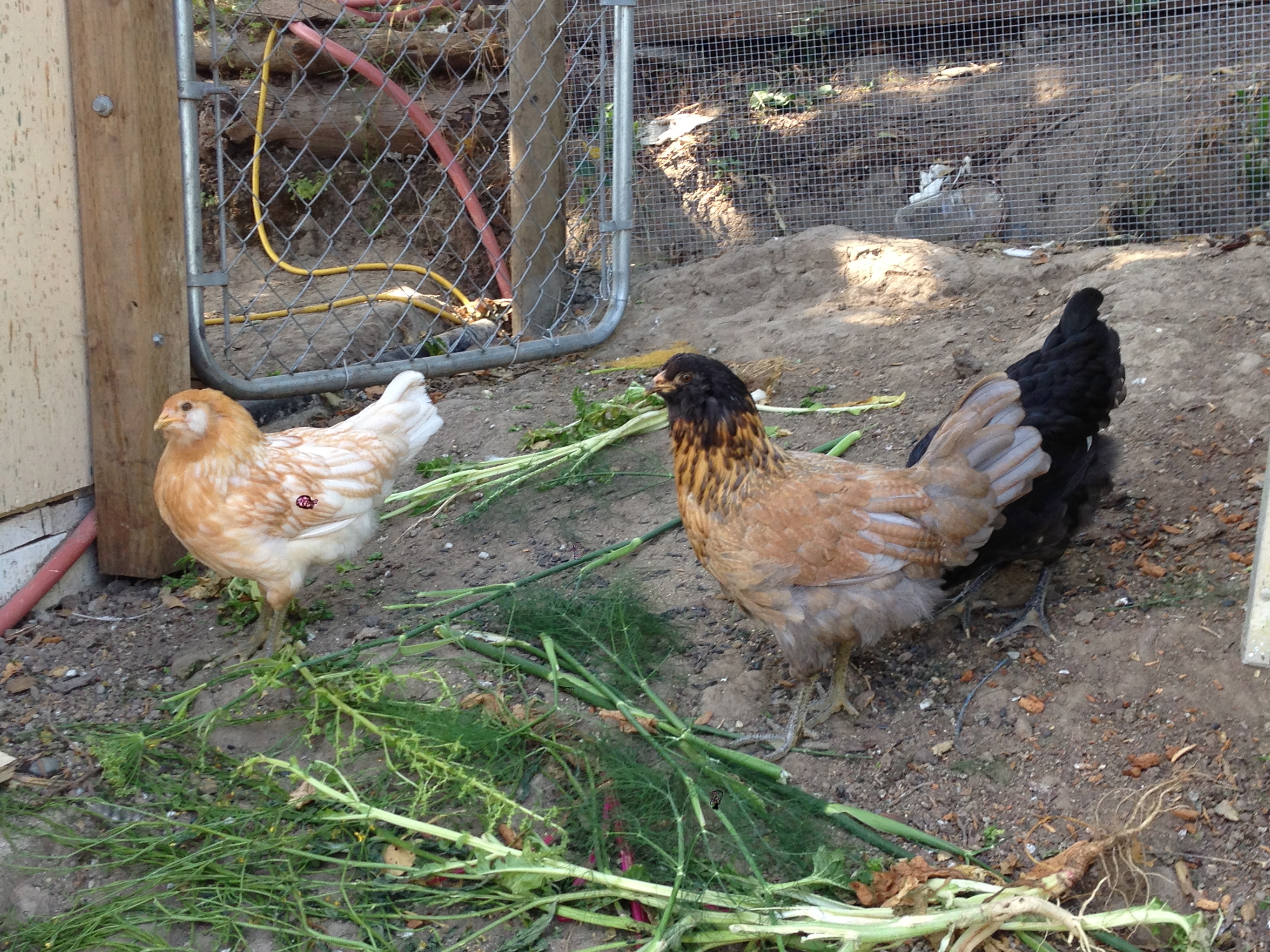 Henrietta (our buff ameraucana), Abigail (our blue wheaten ameraucana) and Onyx (our Black Australorp enjoying some fennel.
