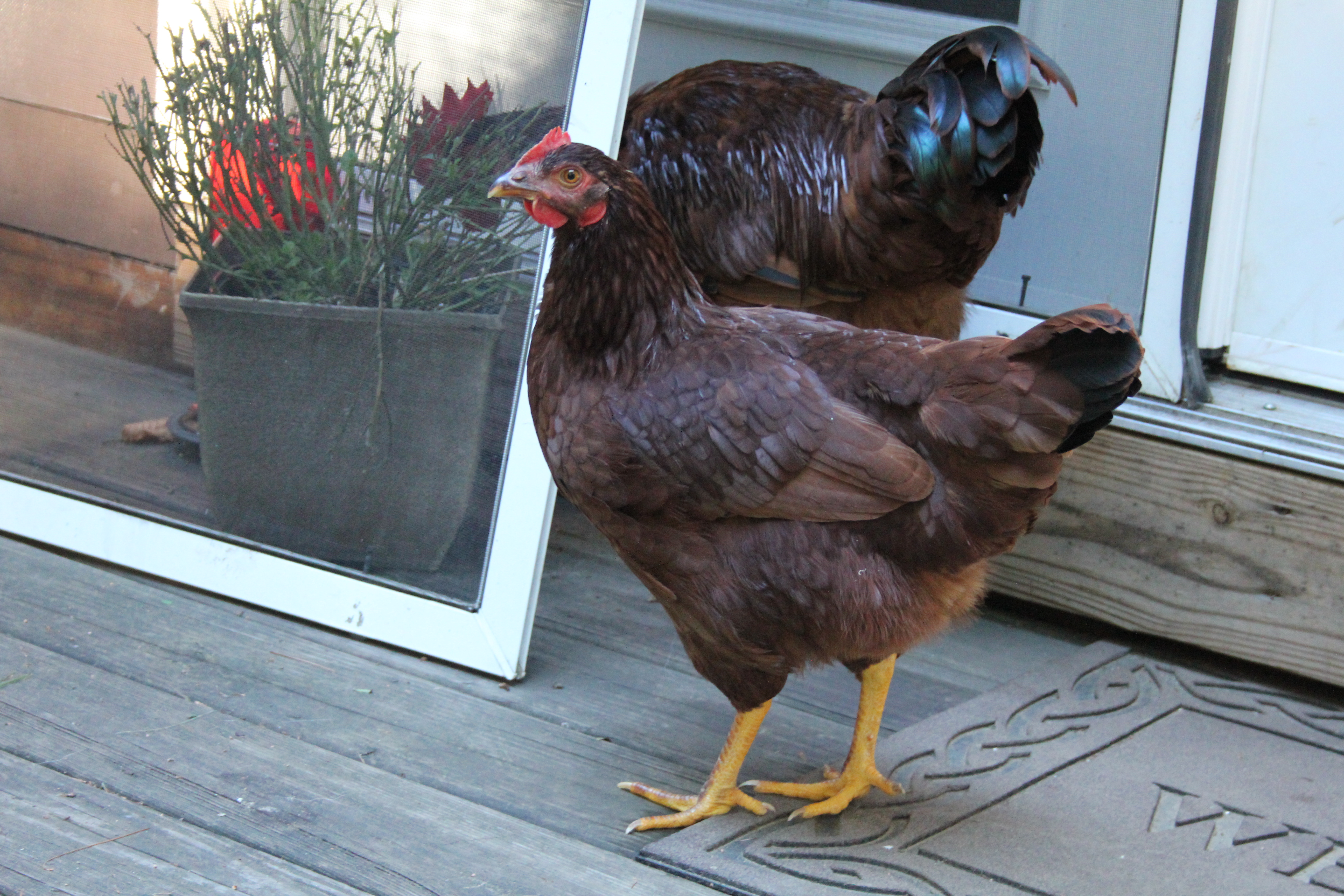 Henrietta, Red's BFF