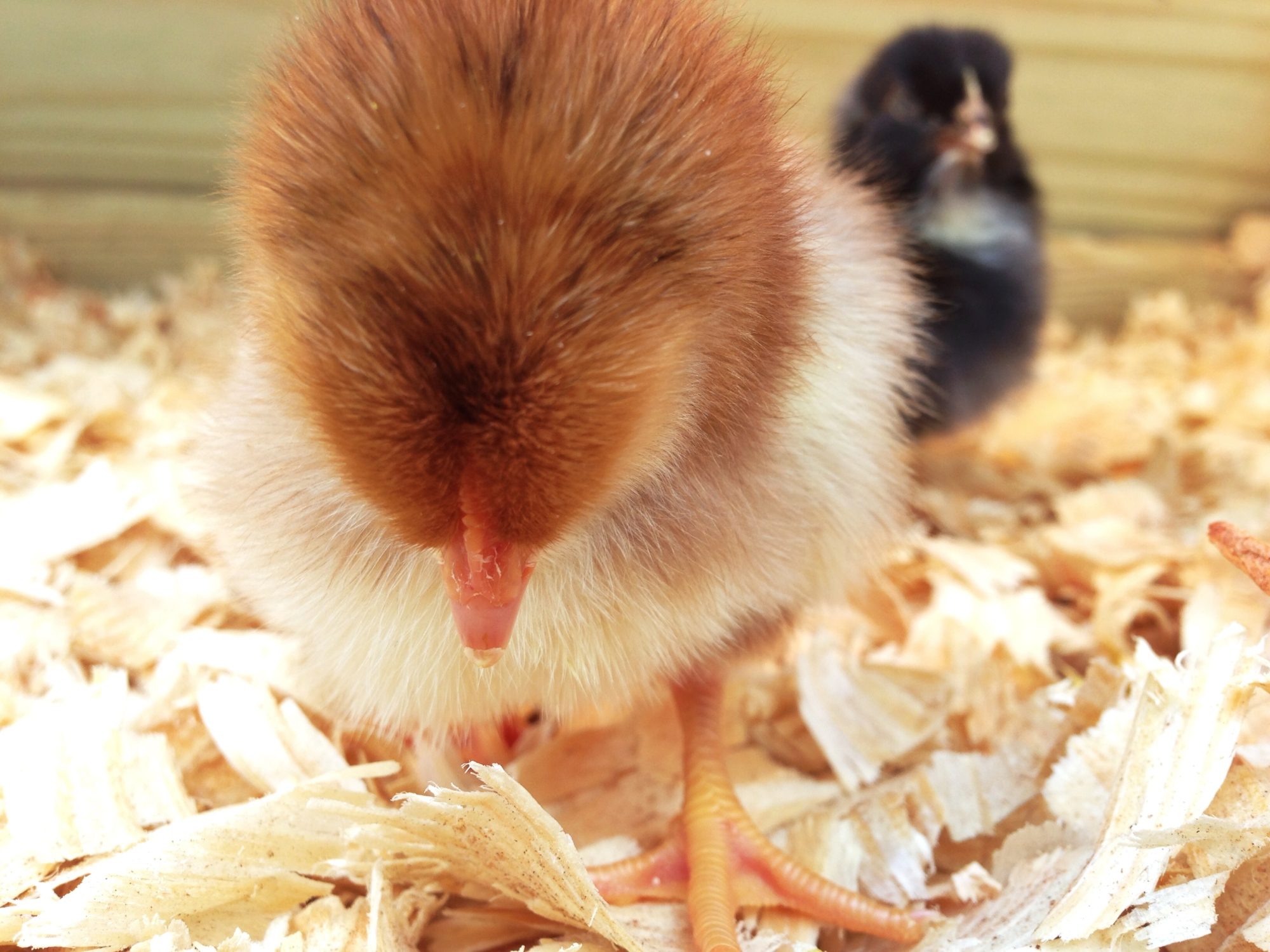 Henrietta, Rhode Island Red
