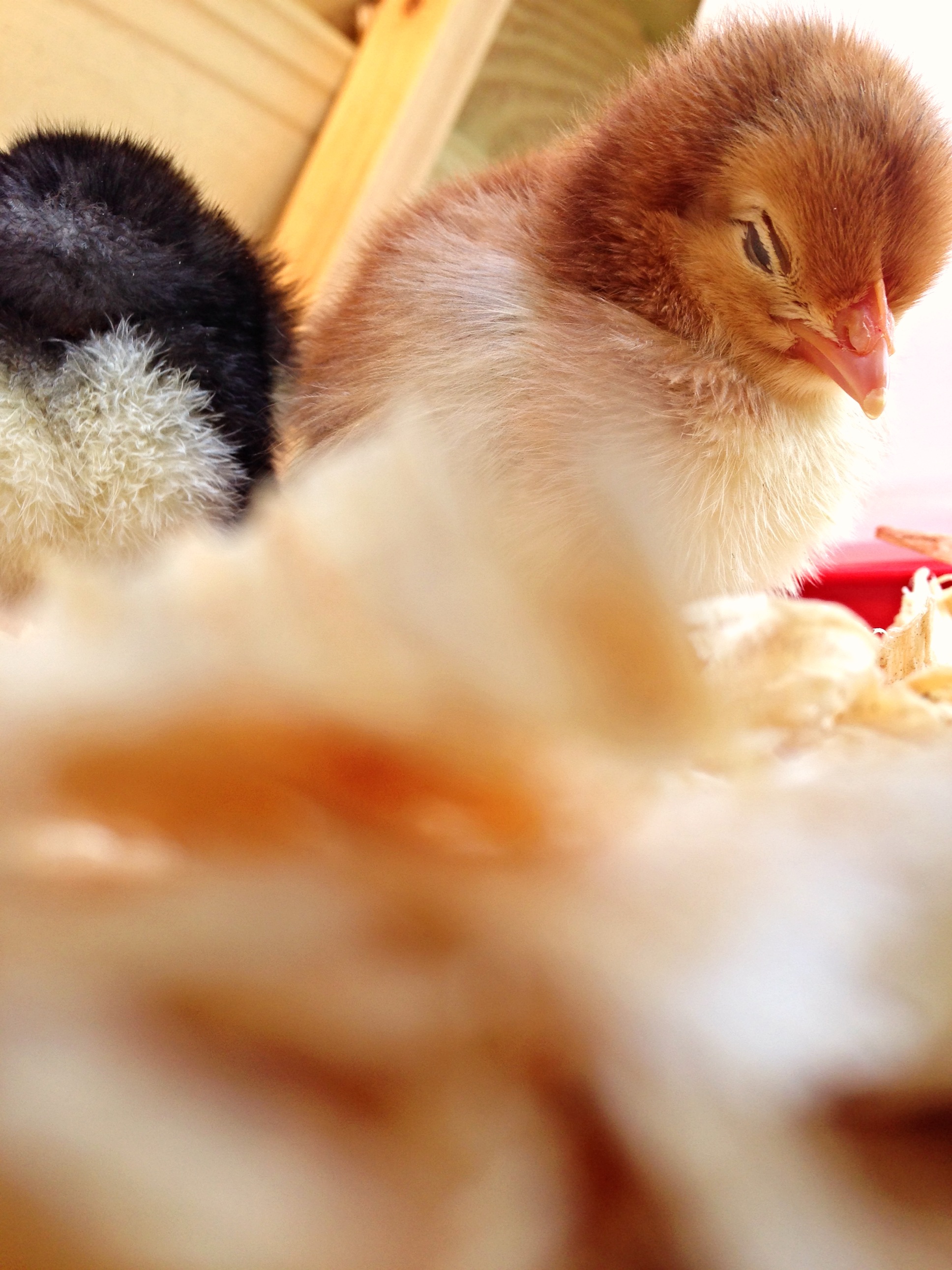 Henrietta, Rhode Island Red