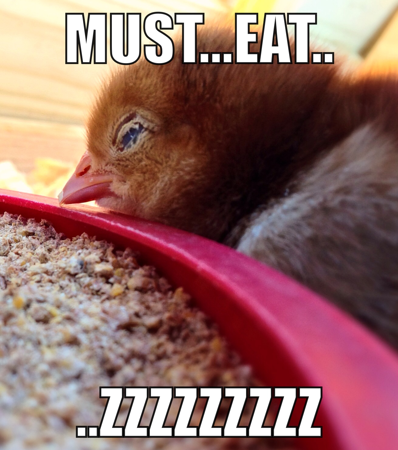 Henrietta, Rhode Island Red