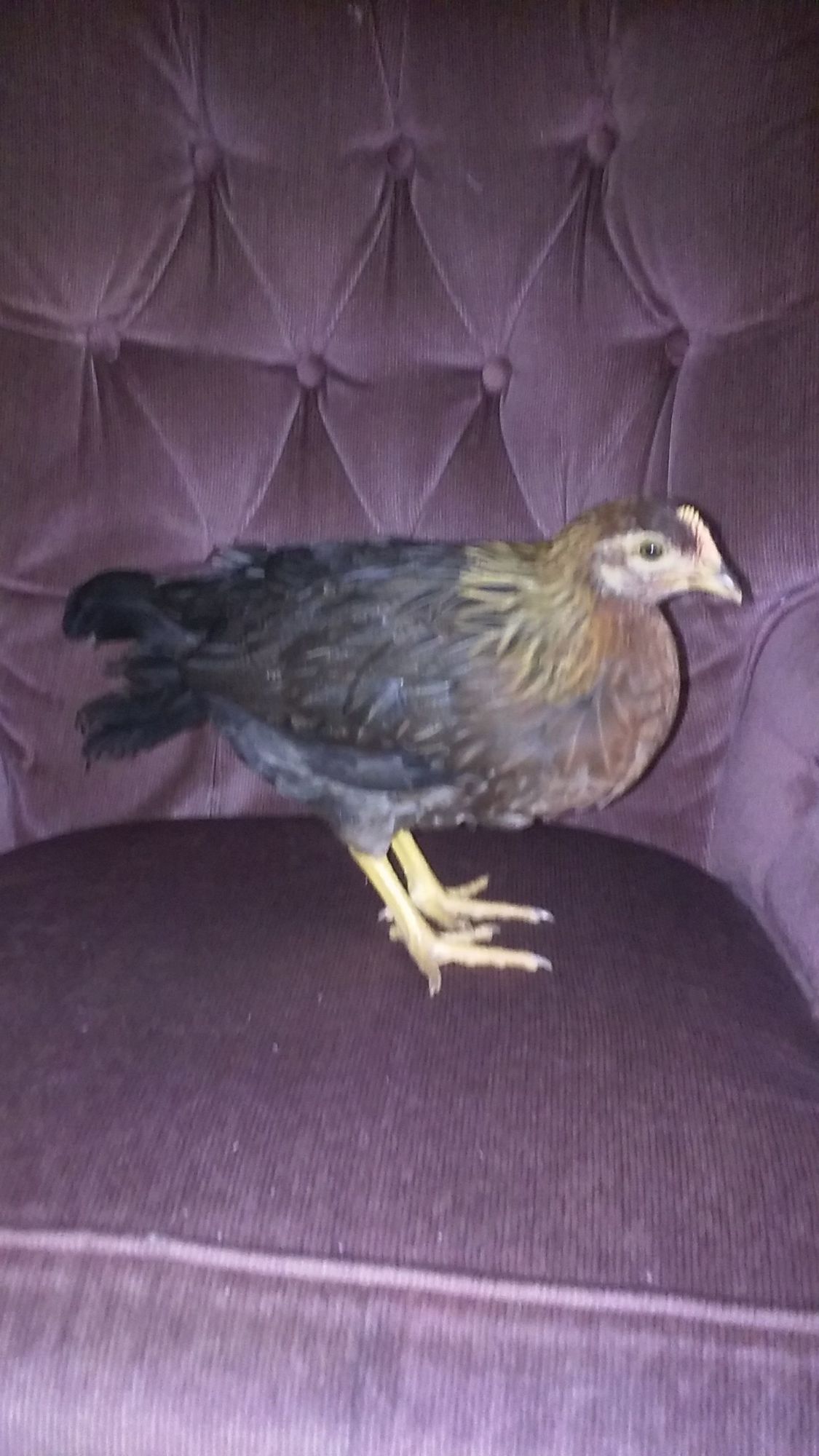 Henrietta shes a danish brown leghorn