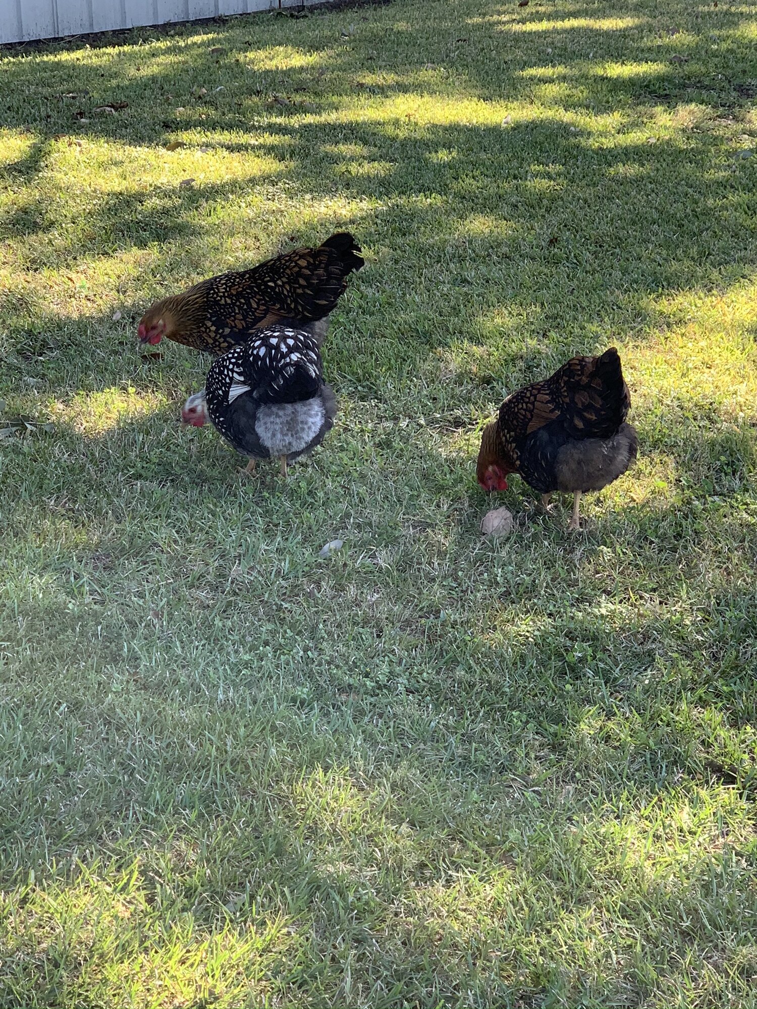 Henrietta(SLW), Daisy & Dutchess(GLW's)