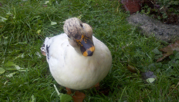 Henrietta T. Duck