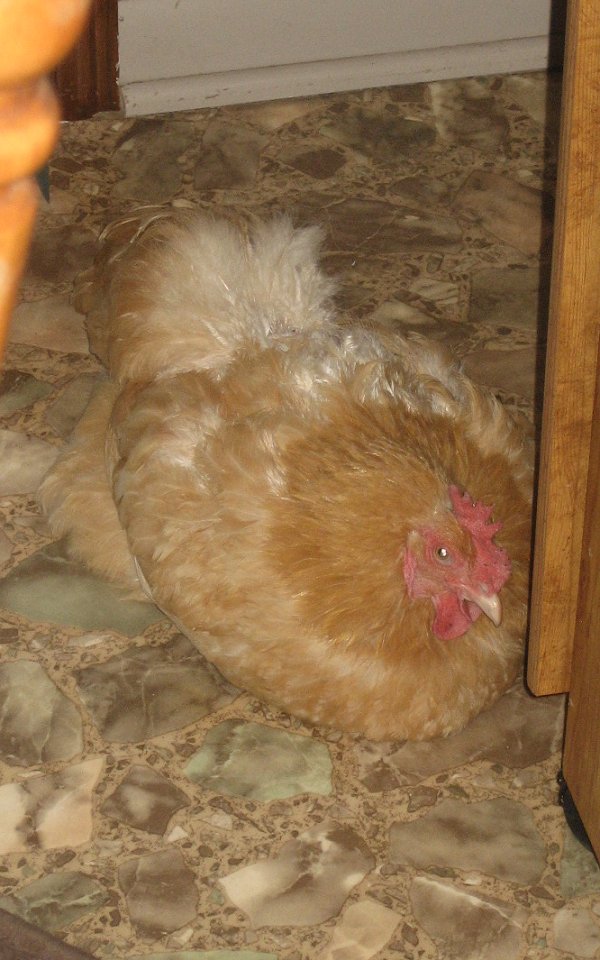 Henrietta taking a break from exploring