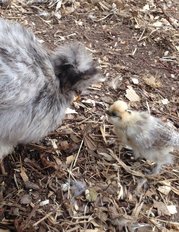 Henrietta teasing her youngster.