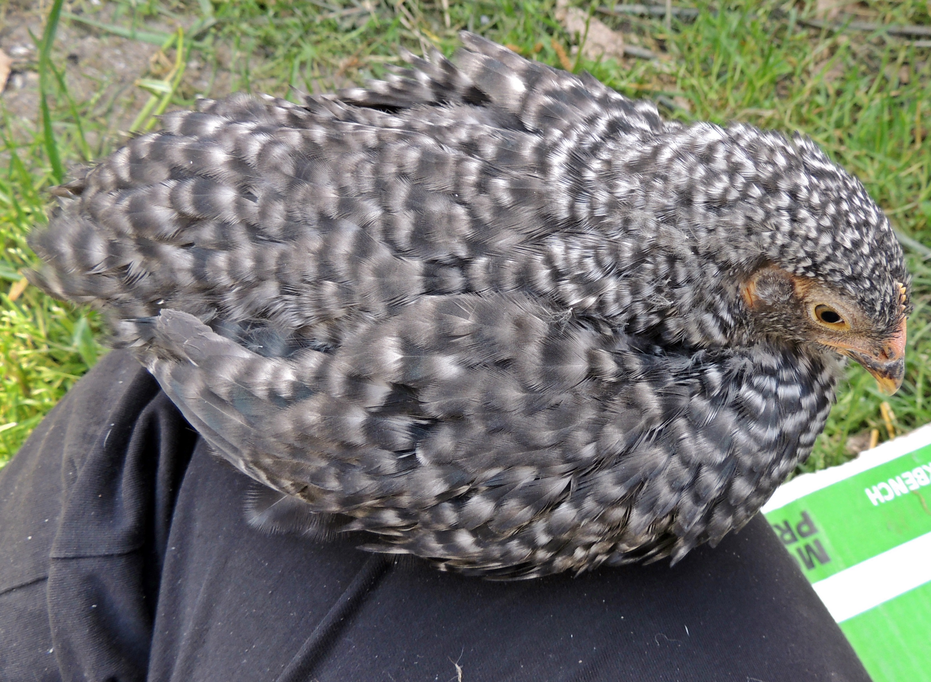 Henrietta, the lap chicken