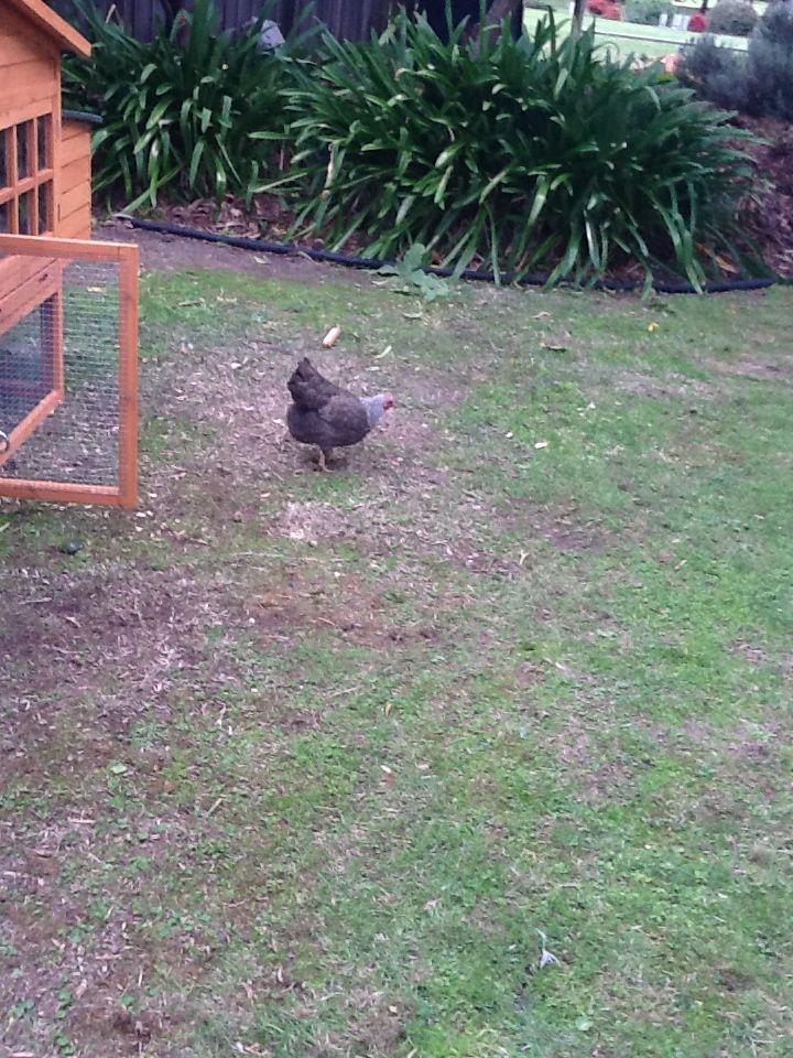 Henrietta - the pesky uncatchable chicken :/