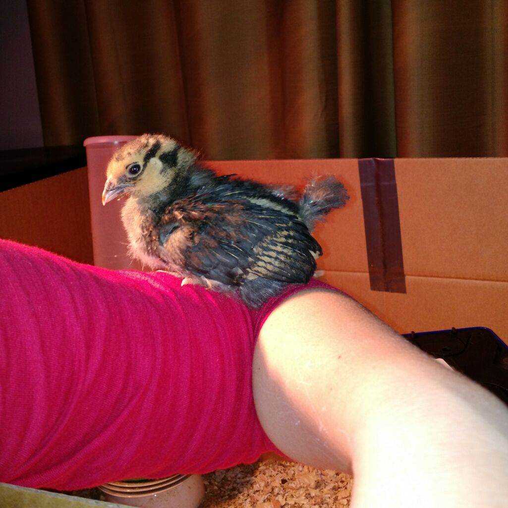 Henrietta, the shy one.