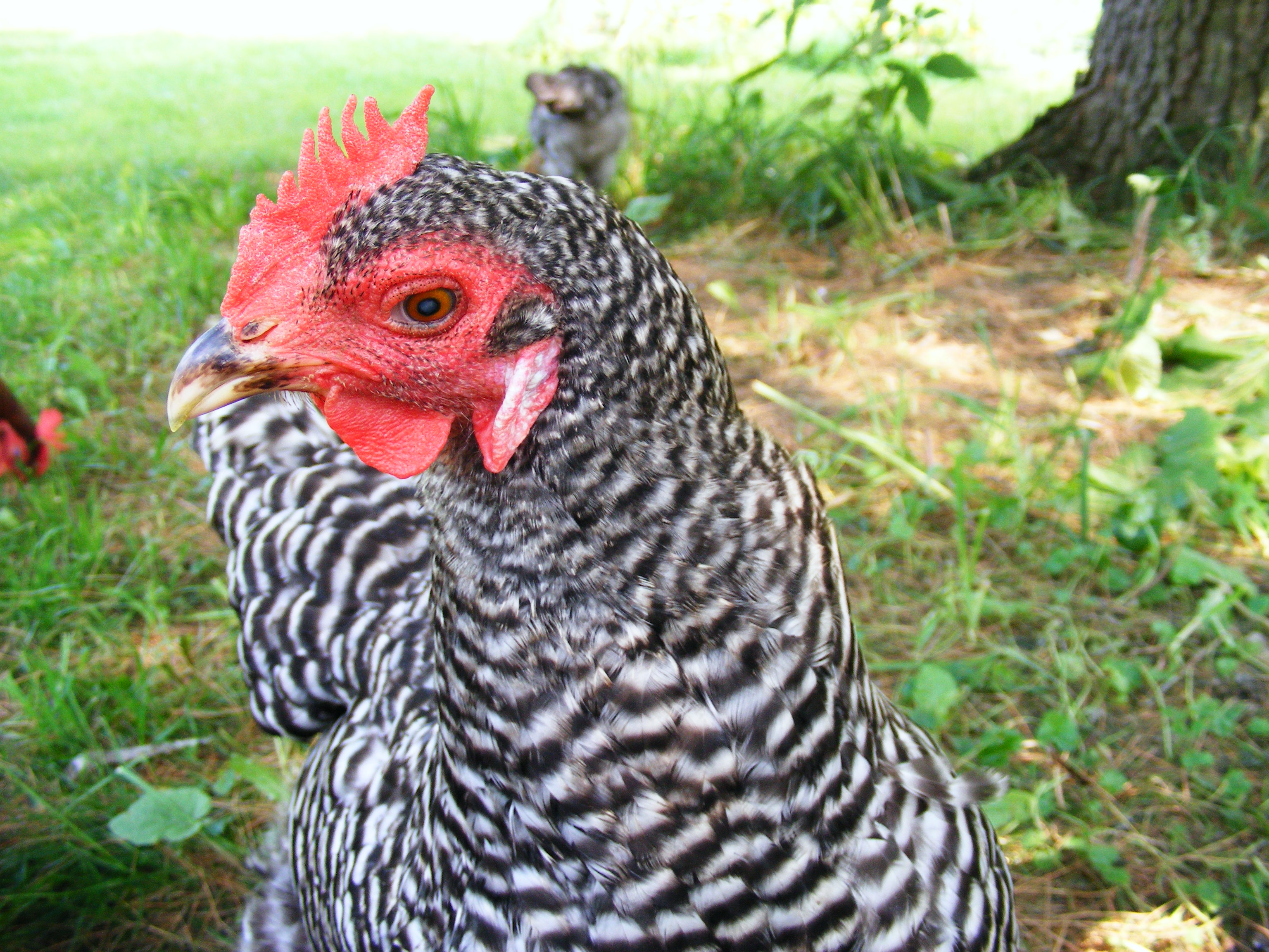 Henrietta - visually challenged Barred Rock