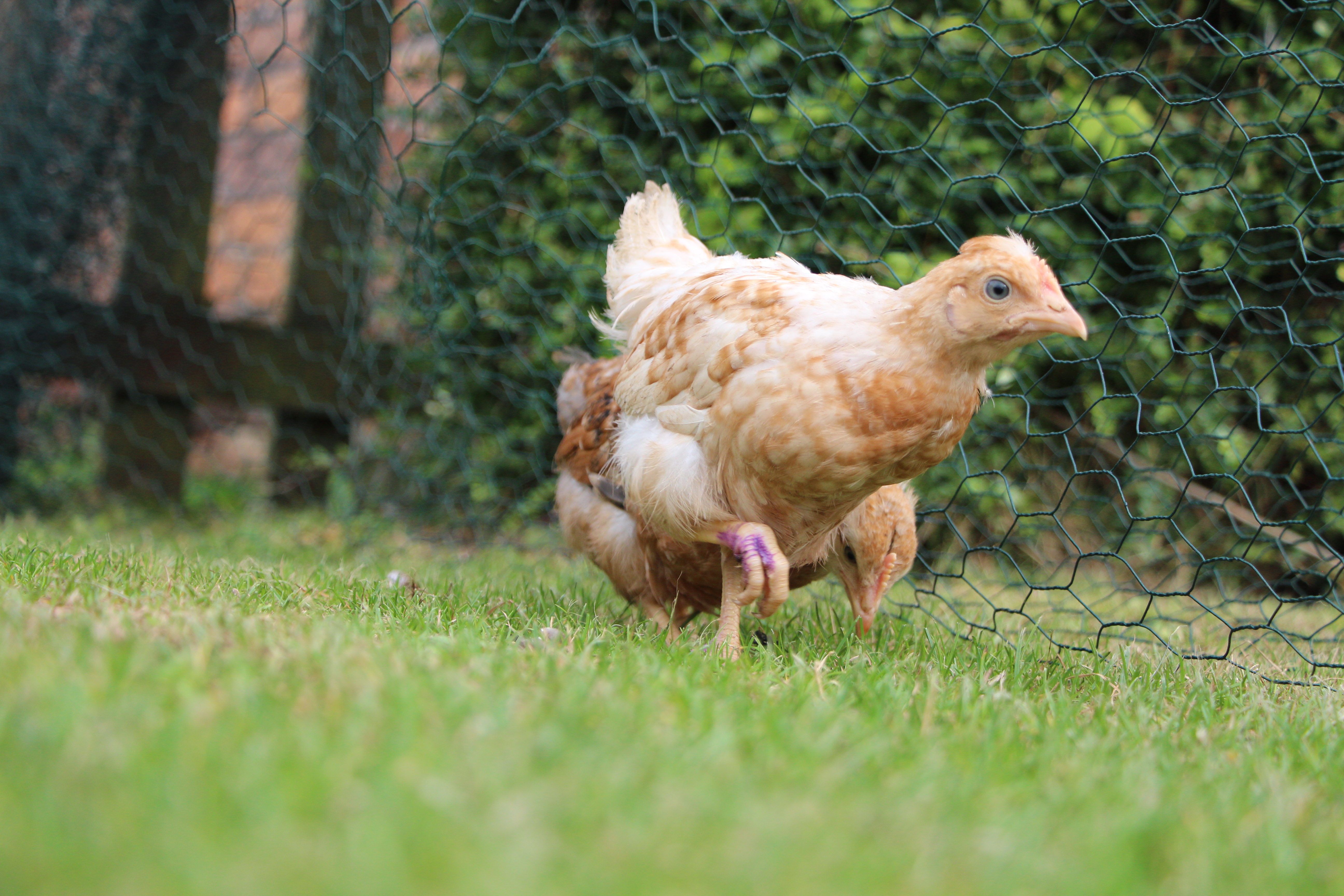 henrietta- Warren x sussex