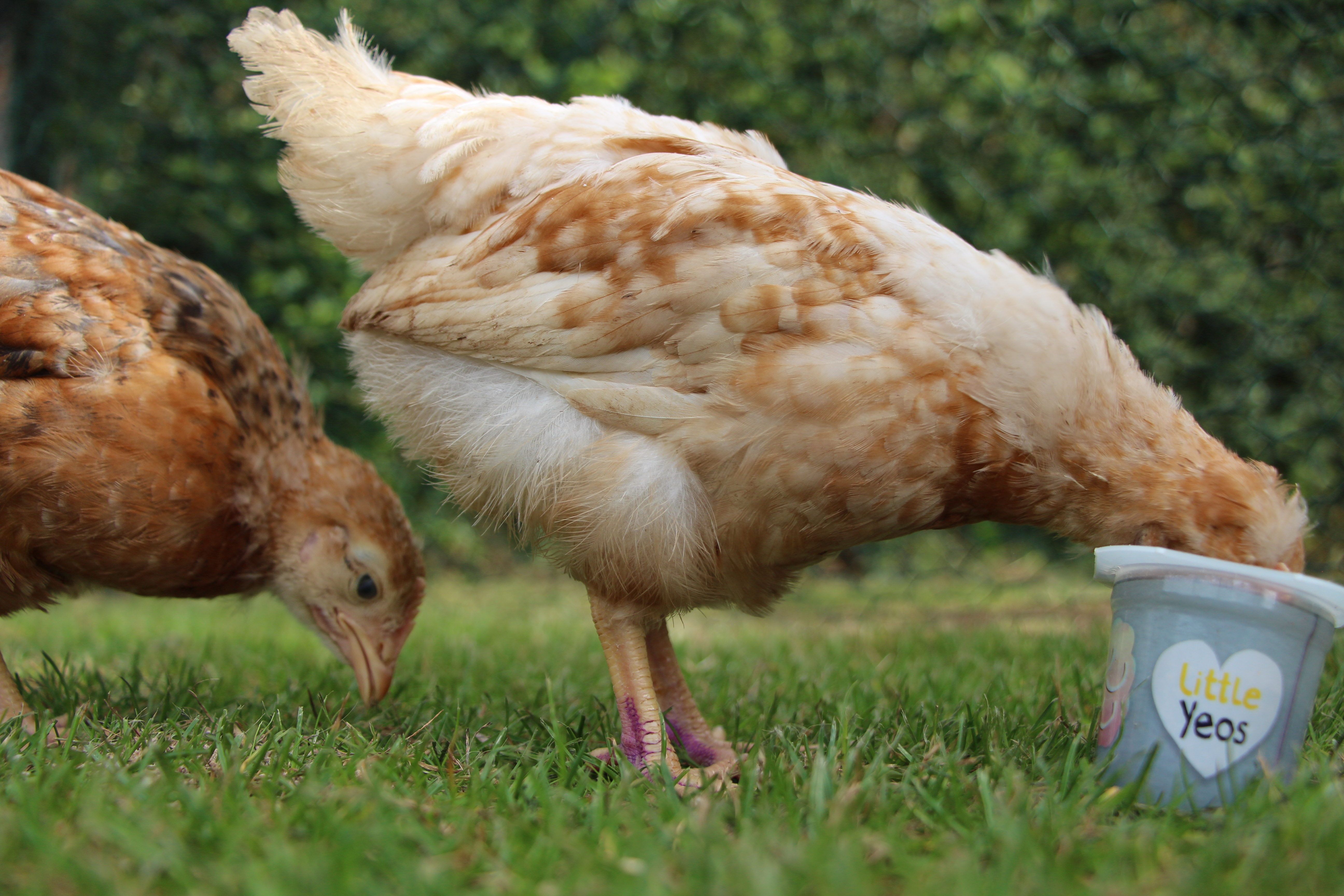 henrietta- Warren x sussex