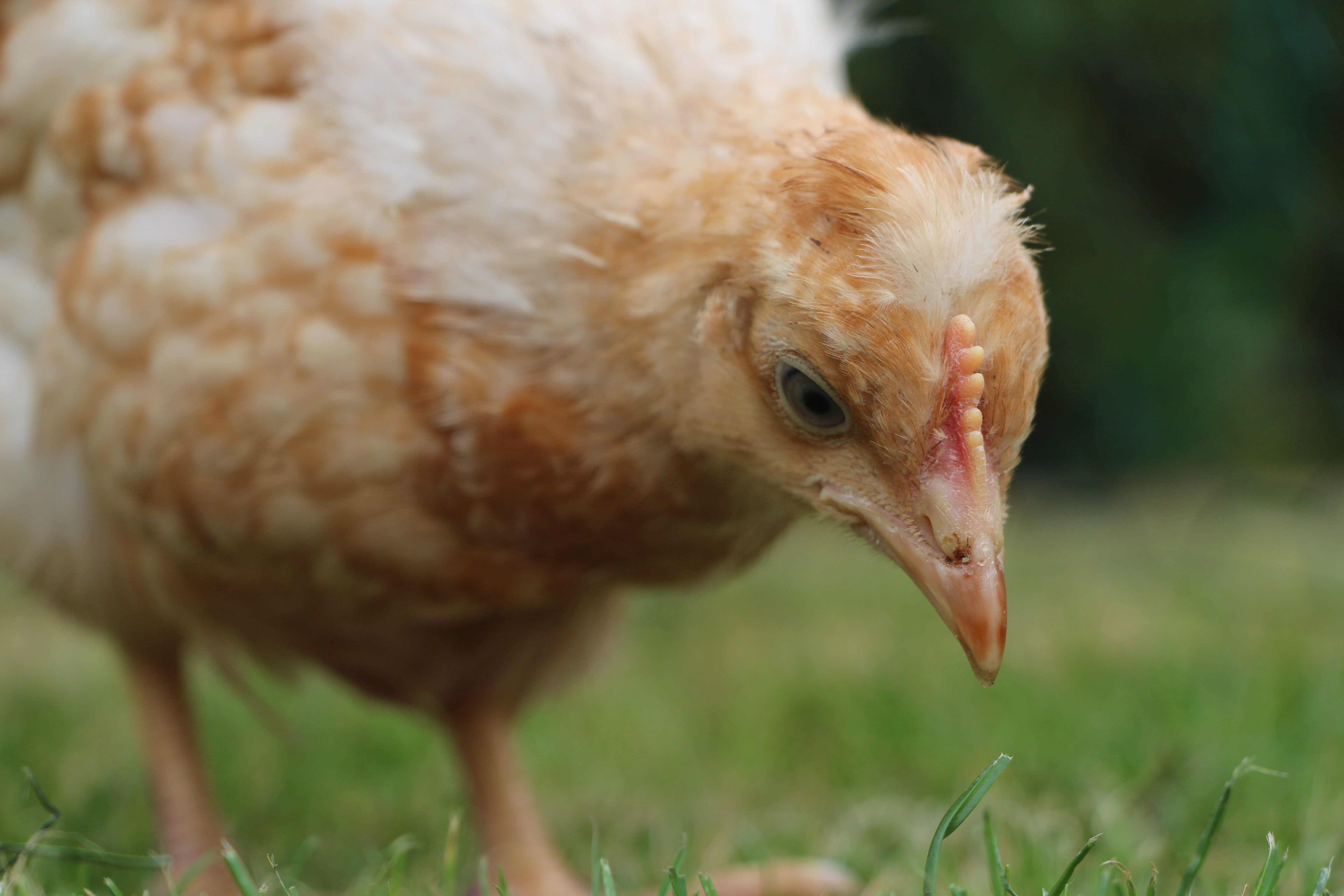 henrietta- Warren x sussex