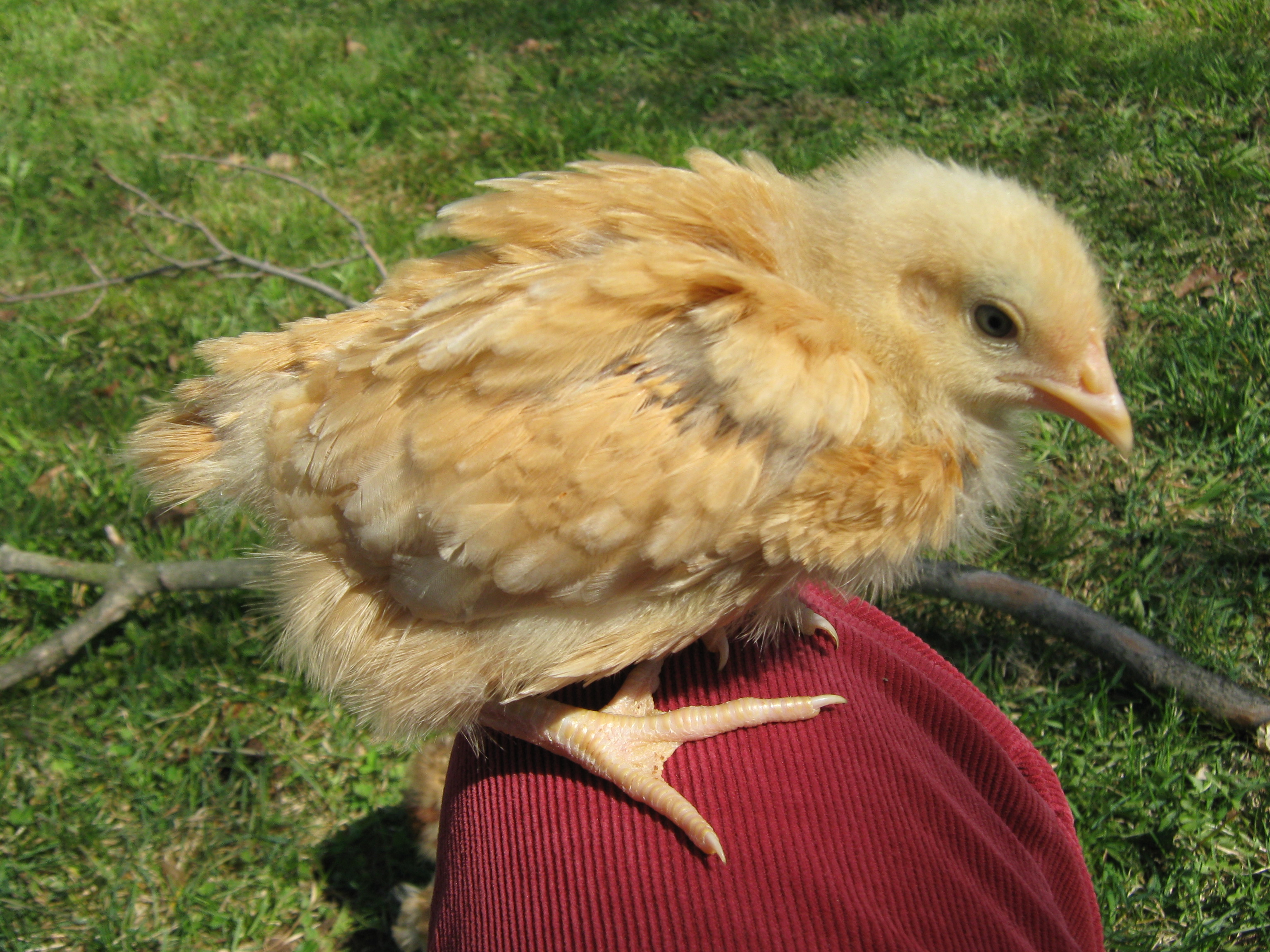 Henrietta