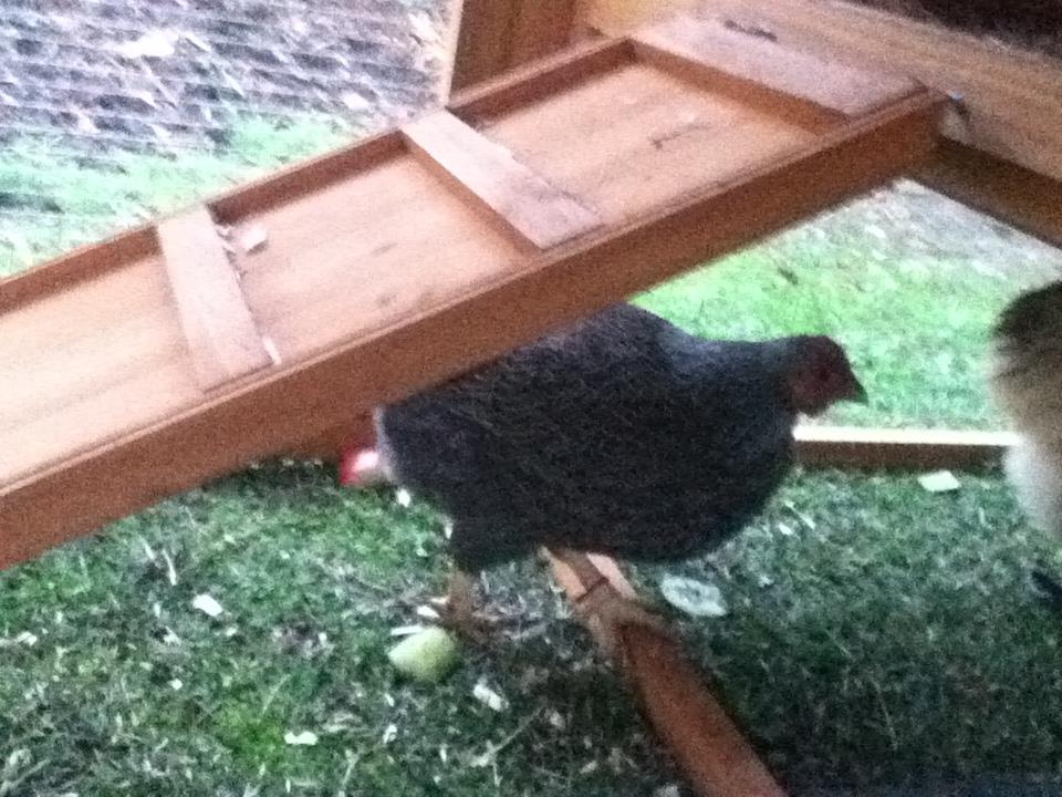 *
Henrietta