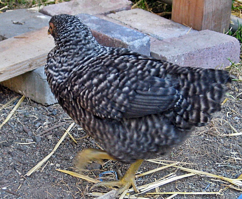 Henrietta