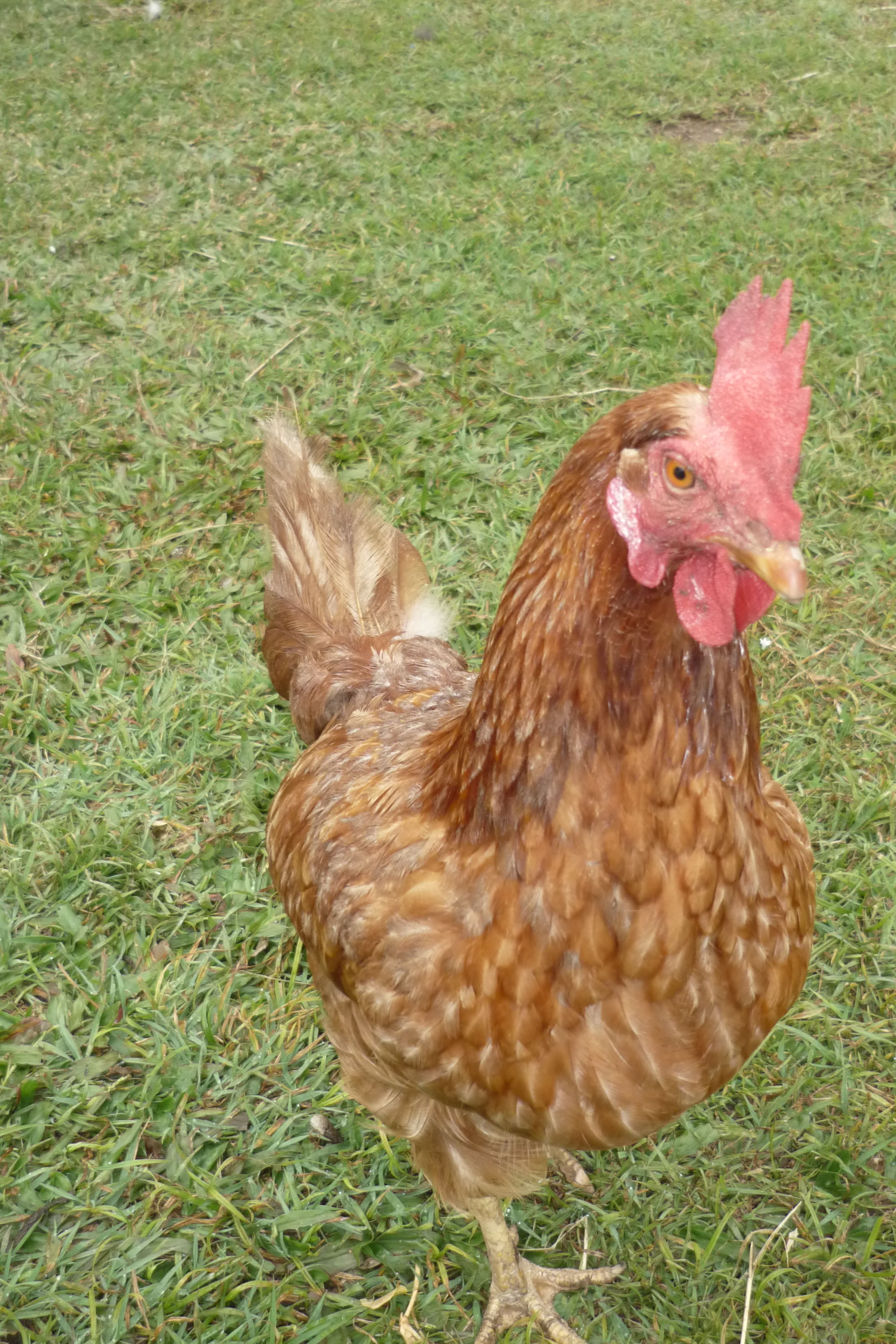 henrietta.