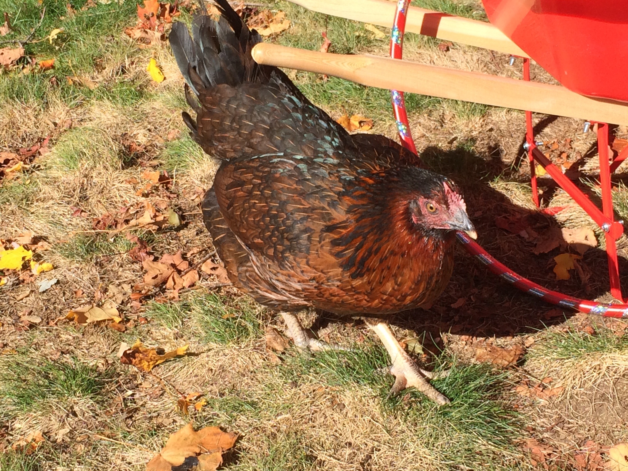 Henrietta