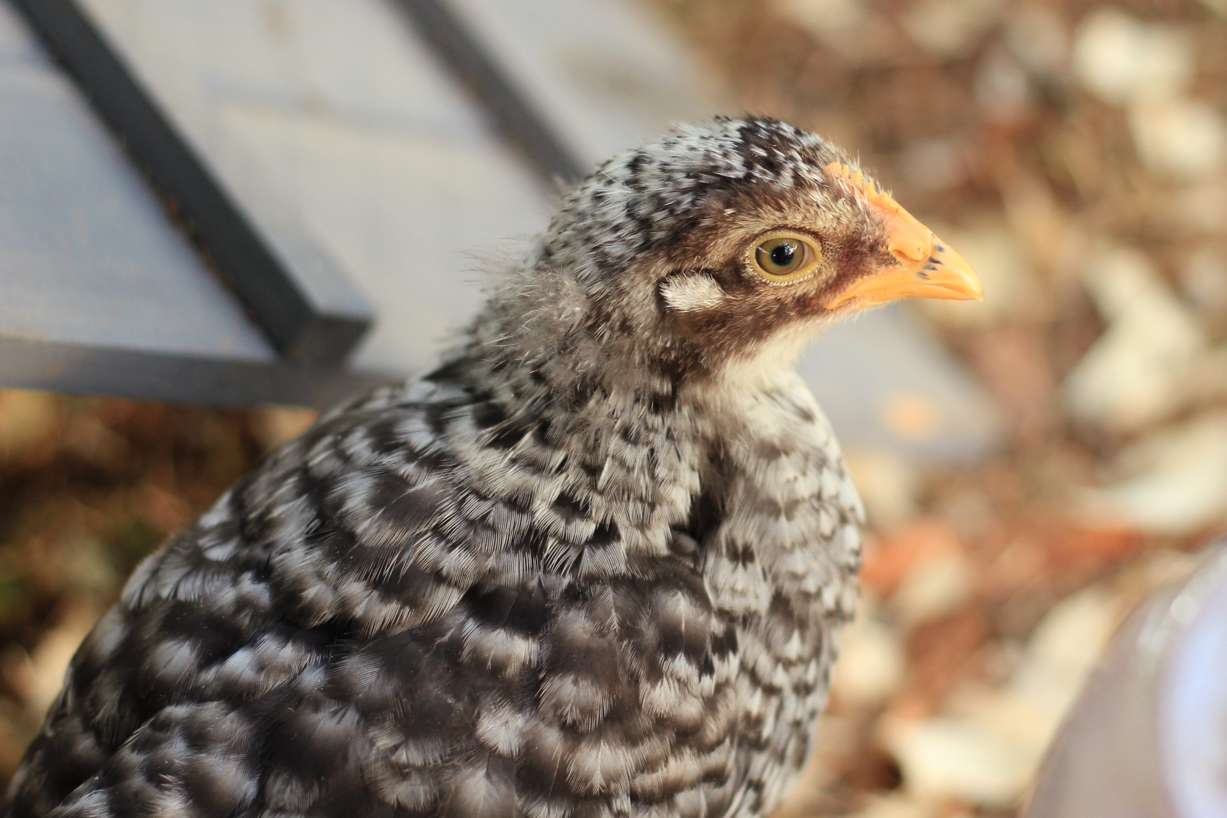 Henrietta