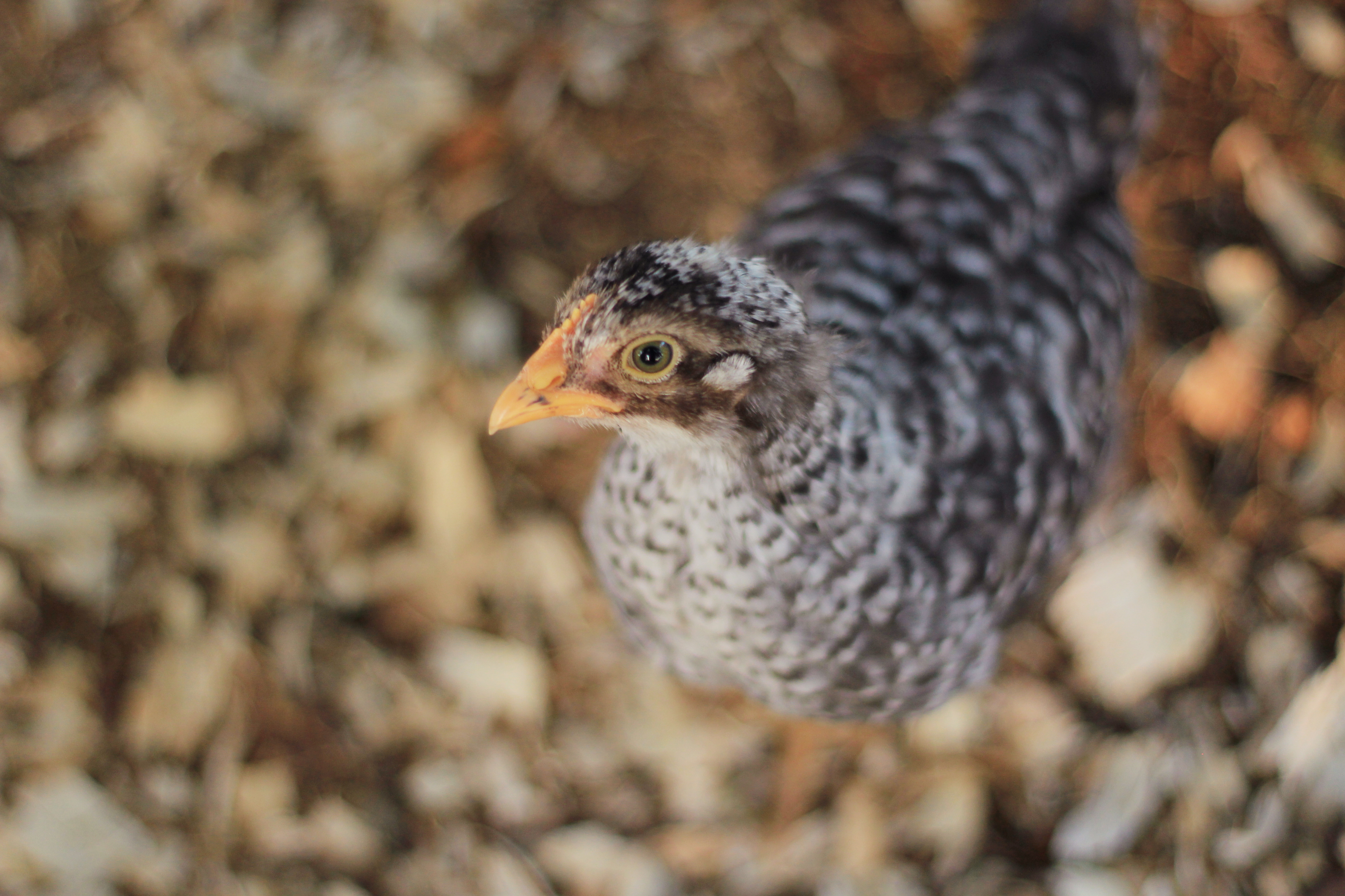 Henrietta