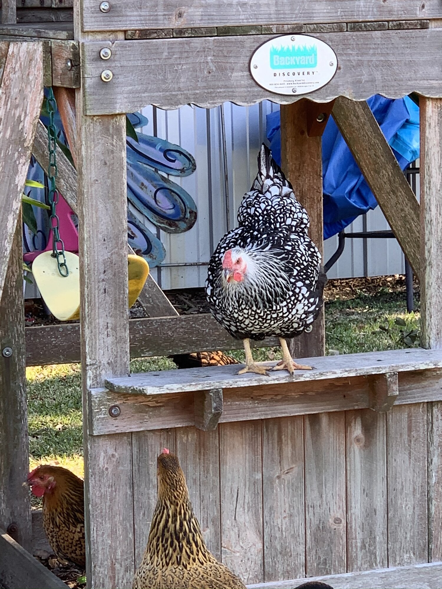 Henrietta