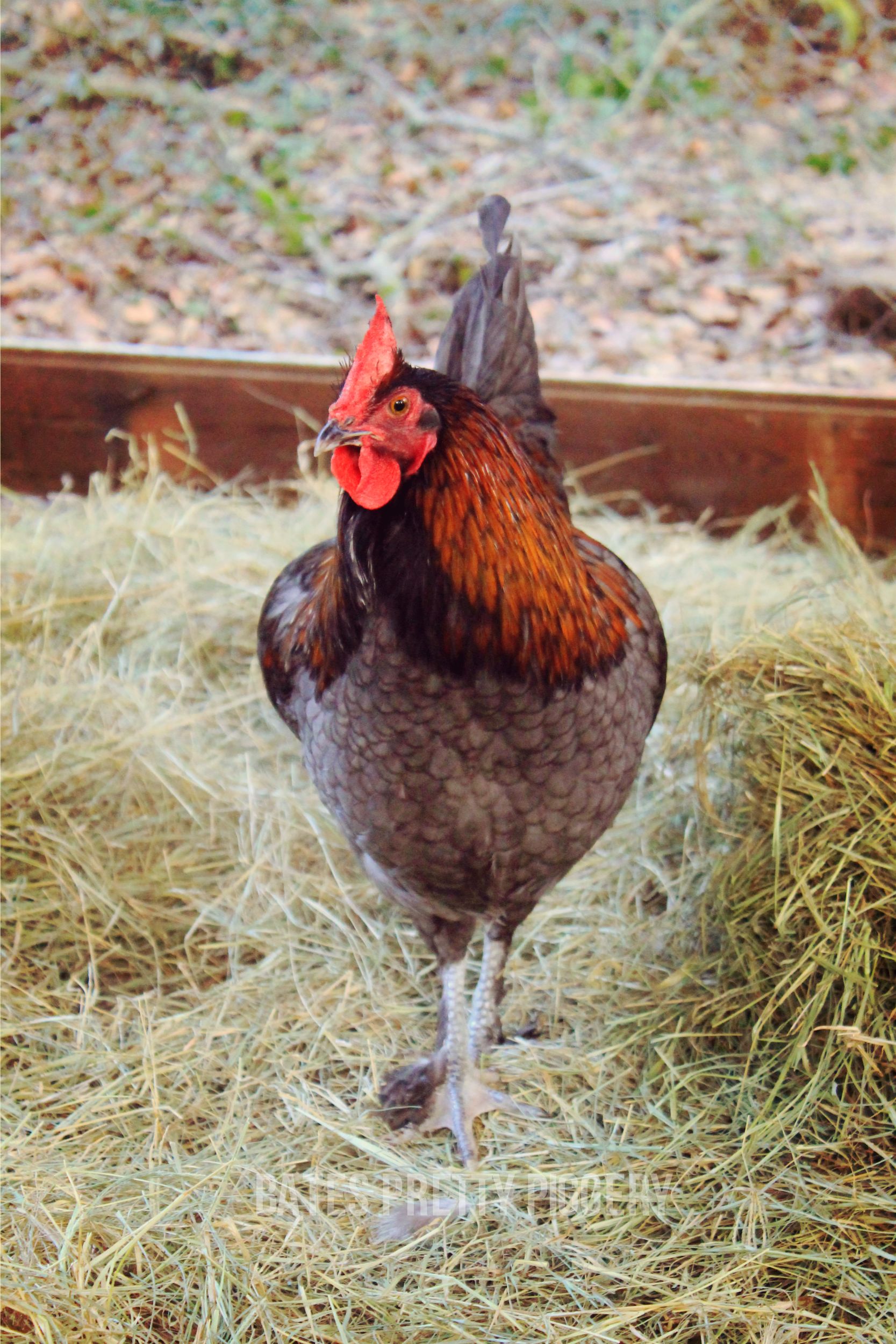 Henry, again.
