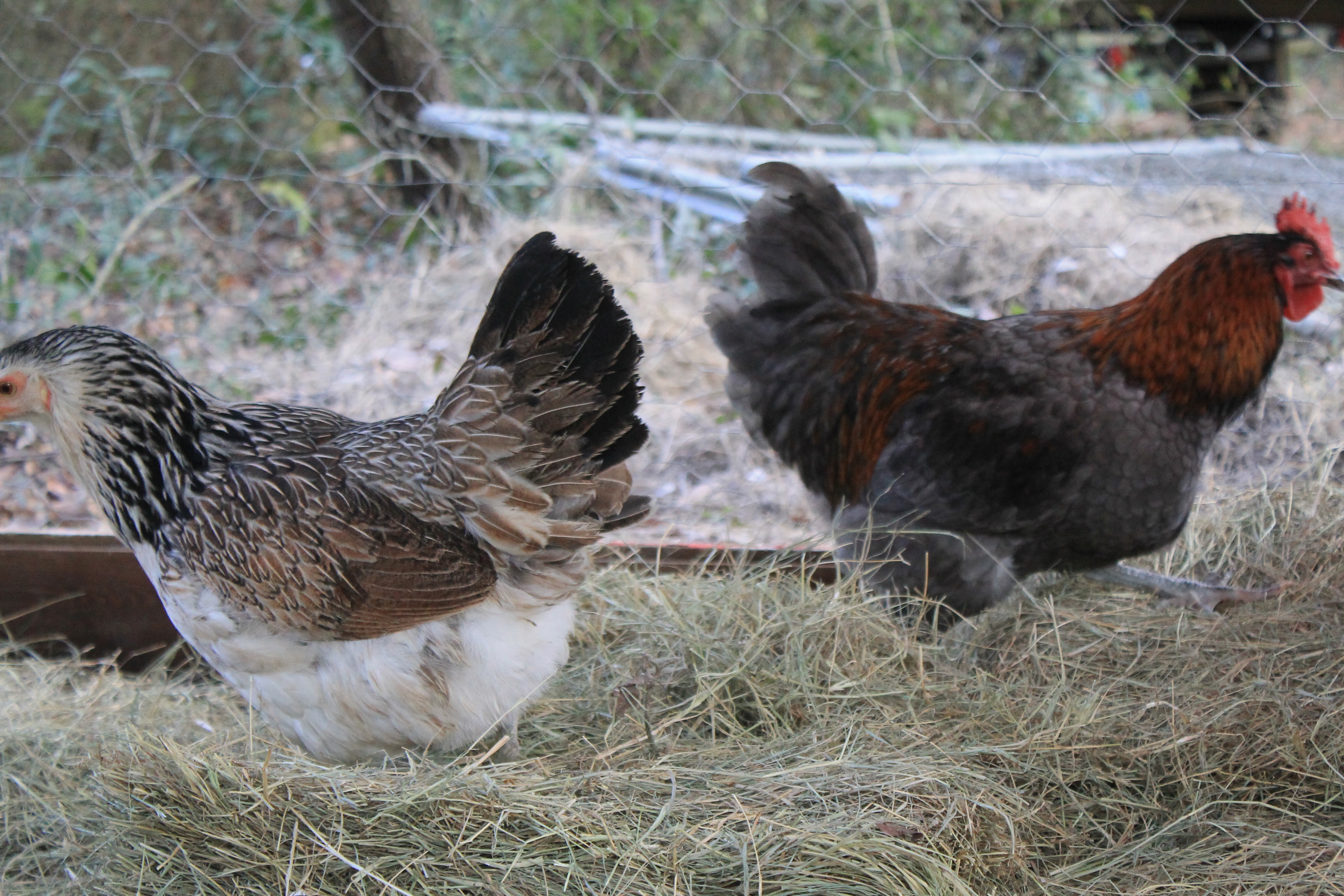 Henry and one of the hens