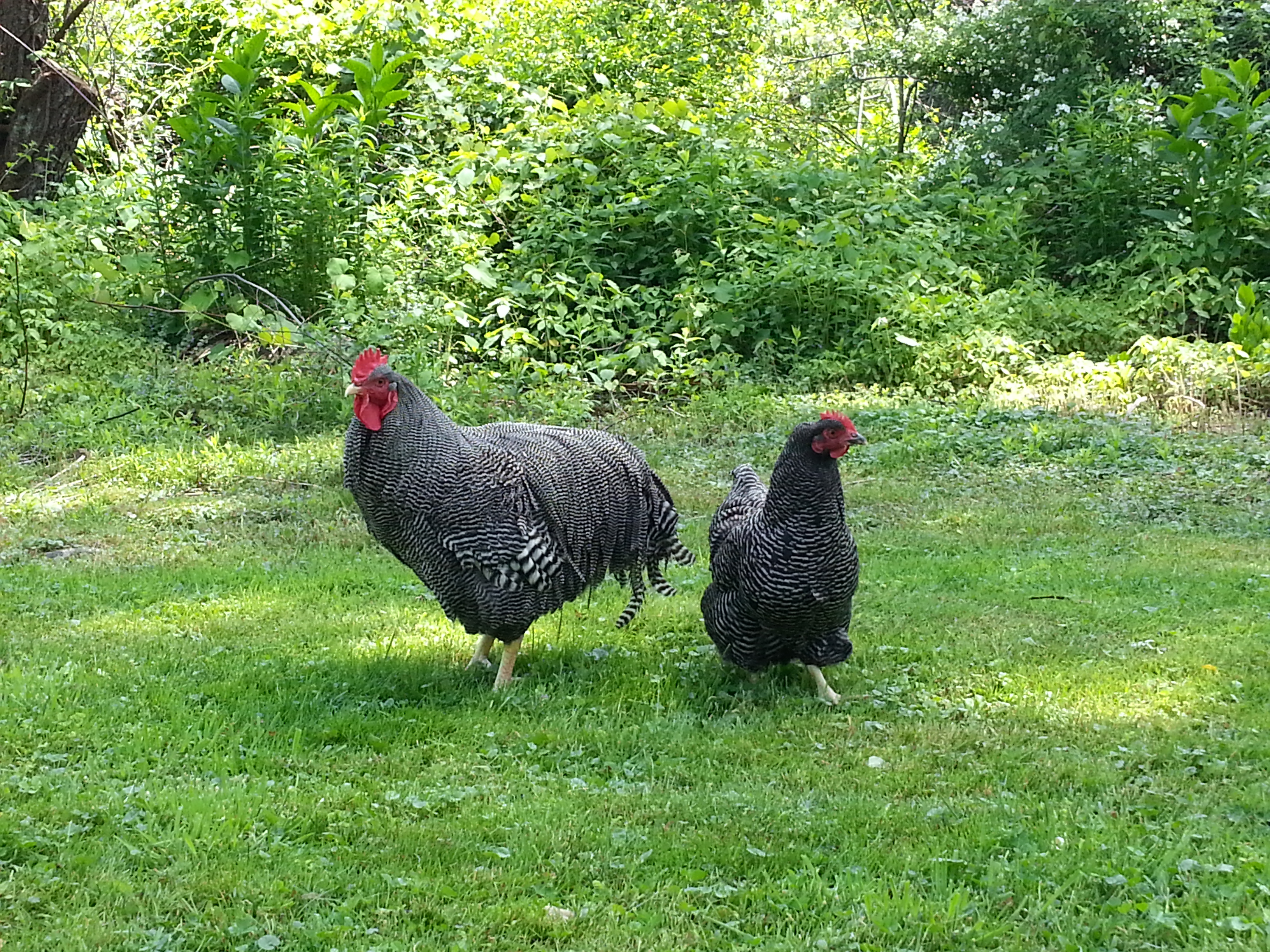 Henry and Sally (Shakespeare's parents)