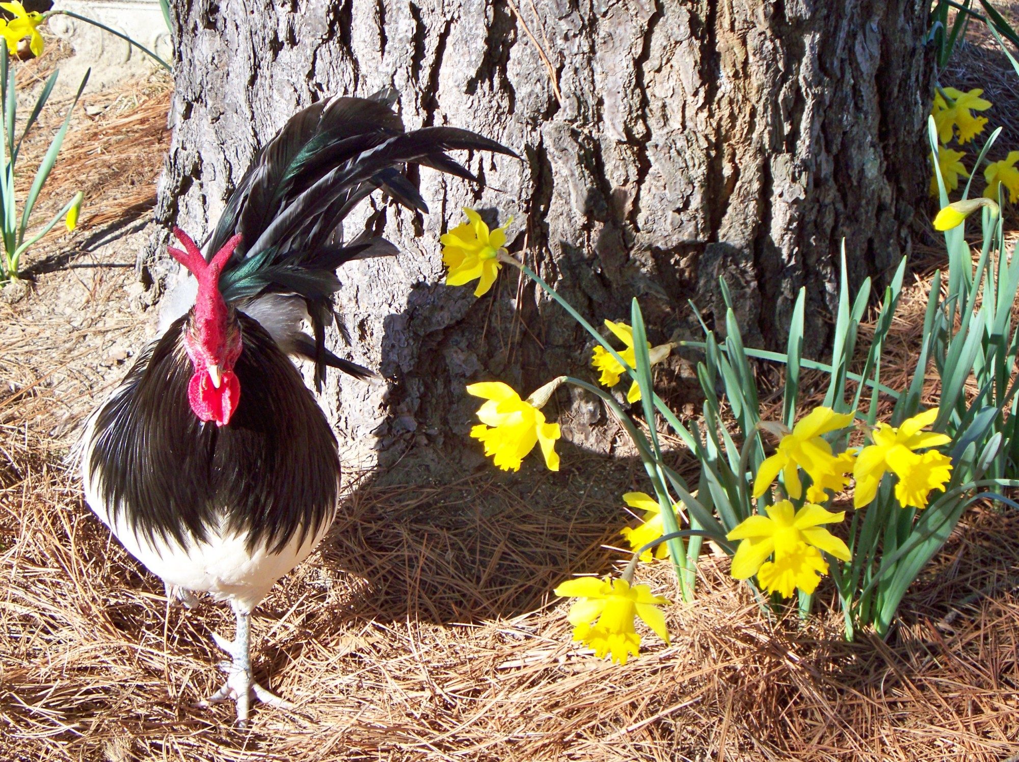 Henry in the daffodils looking for bird seed.