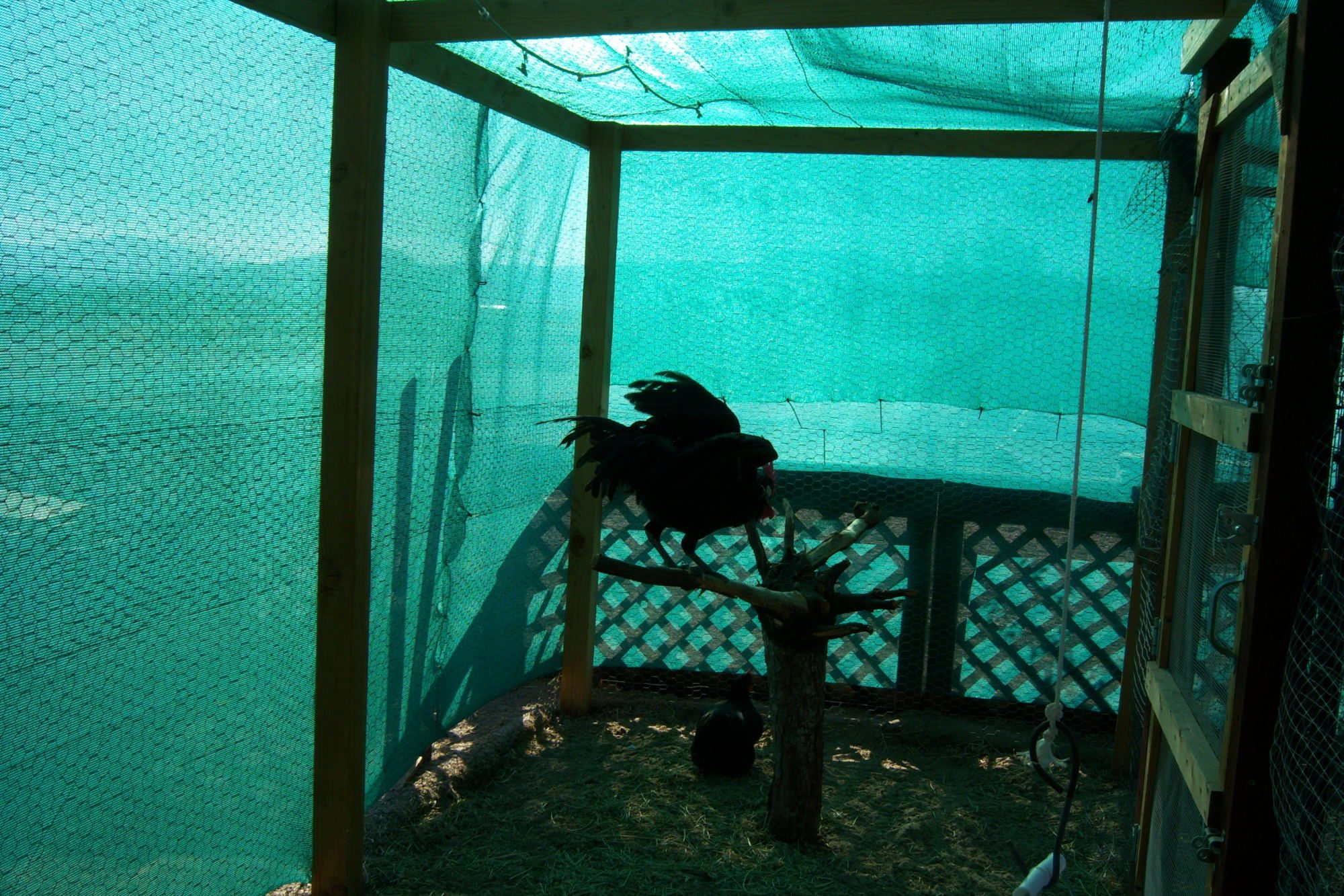 Henry likes his upside down stump we put in the run for them.