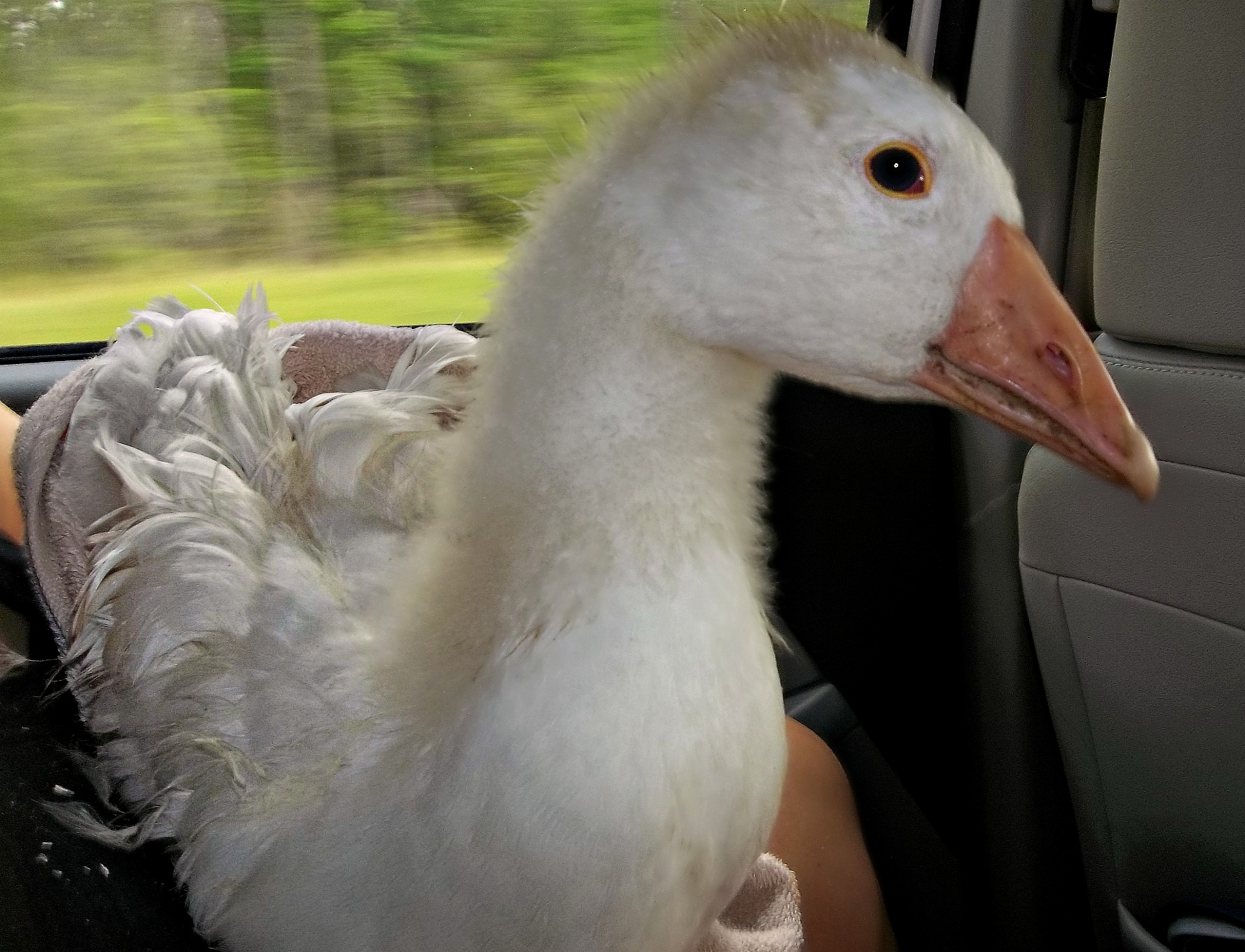 Henry, on the way home from picking him up.