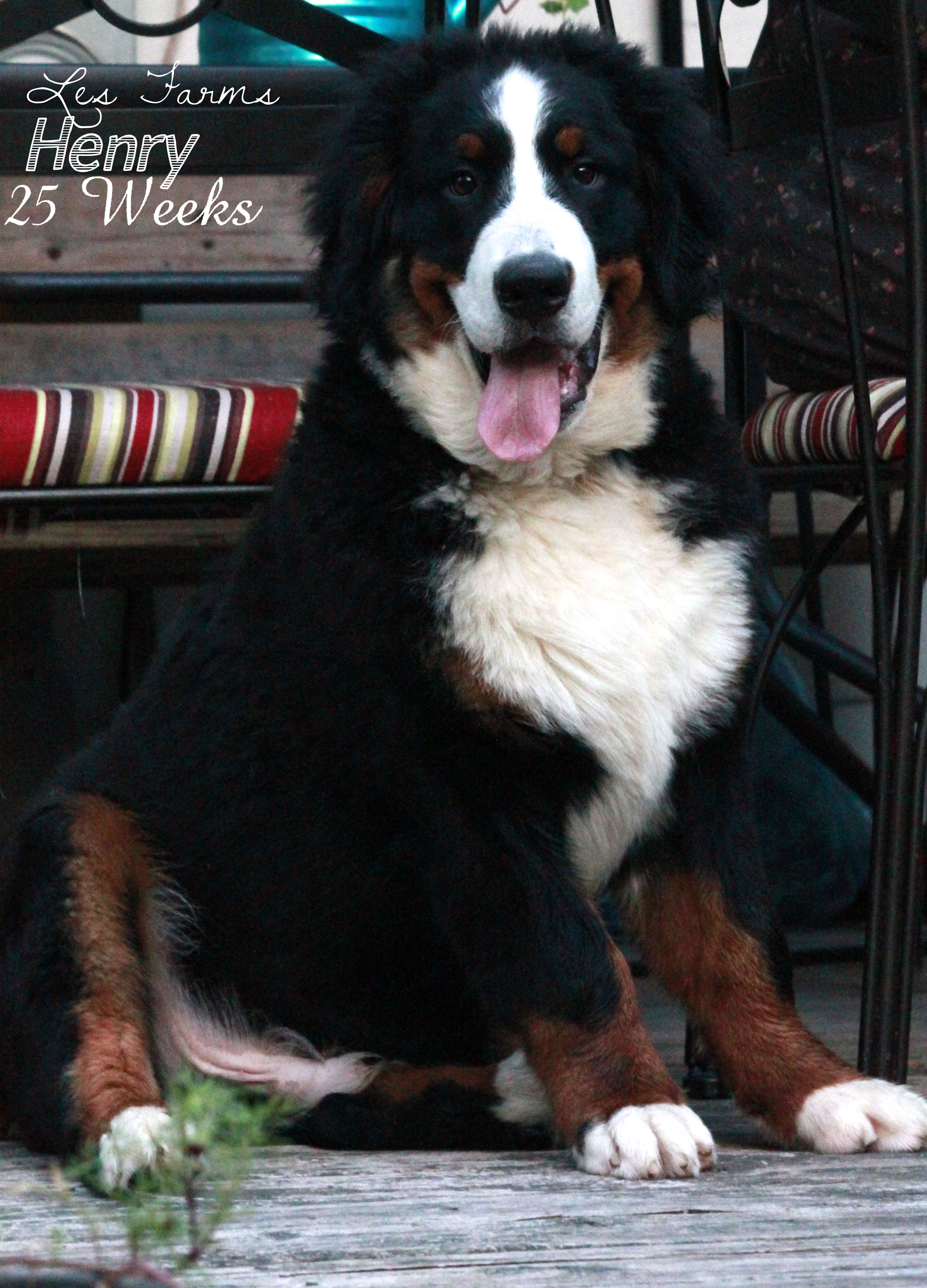 Henry, our Bernese Mountain Dog is 25 weeks old!
