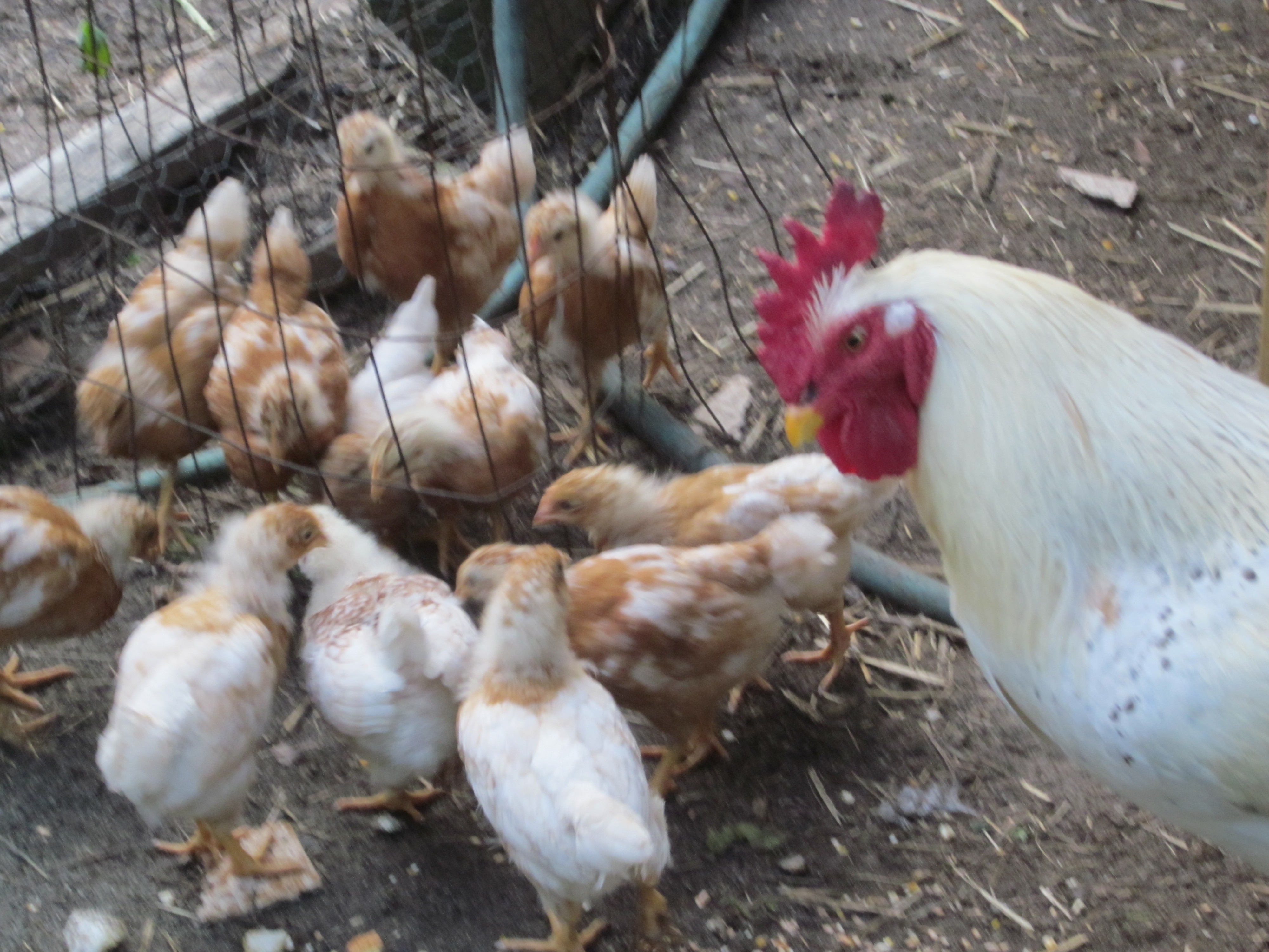 Henry, our sweet 'ol rooster has adopted the baby chicks.  They will be 5 weeks old tomorrow.   Henry tore into a cat who tried to get in the pen with the babies.  I think our other outdoor cats recognize that the chicks are now part of the family.