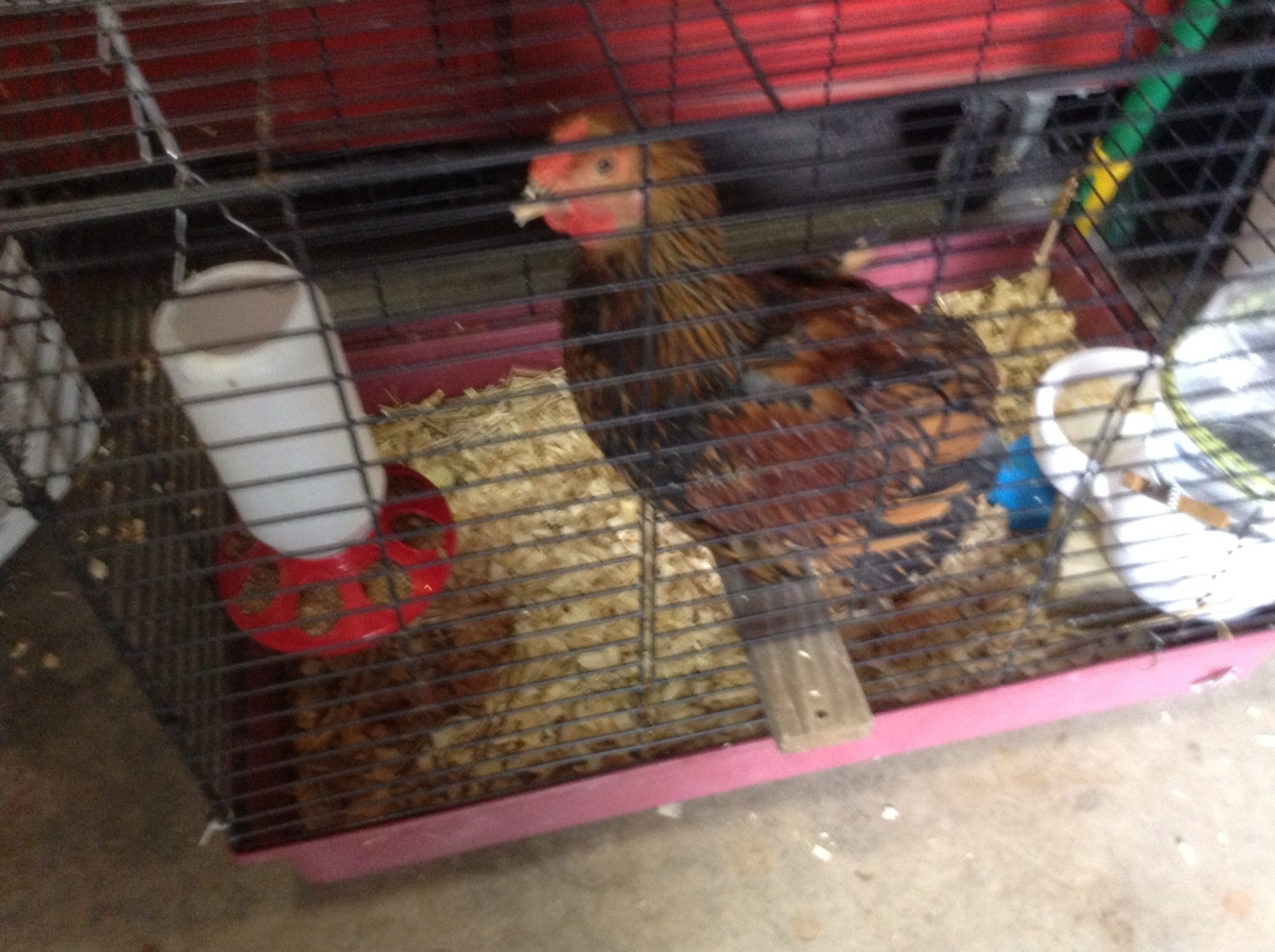 Henry Penny. In her own place..cannot get along with other chicks.