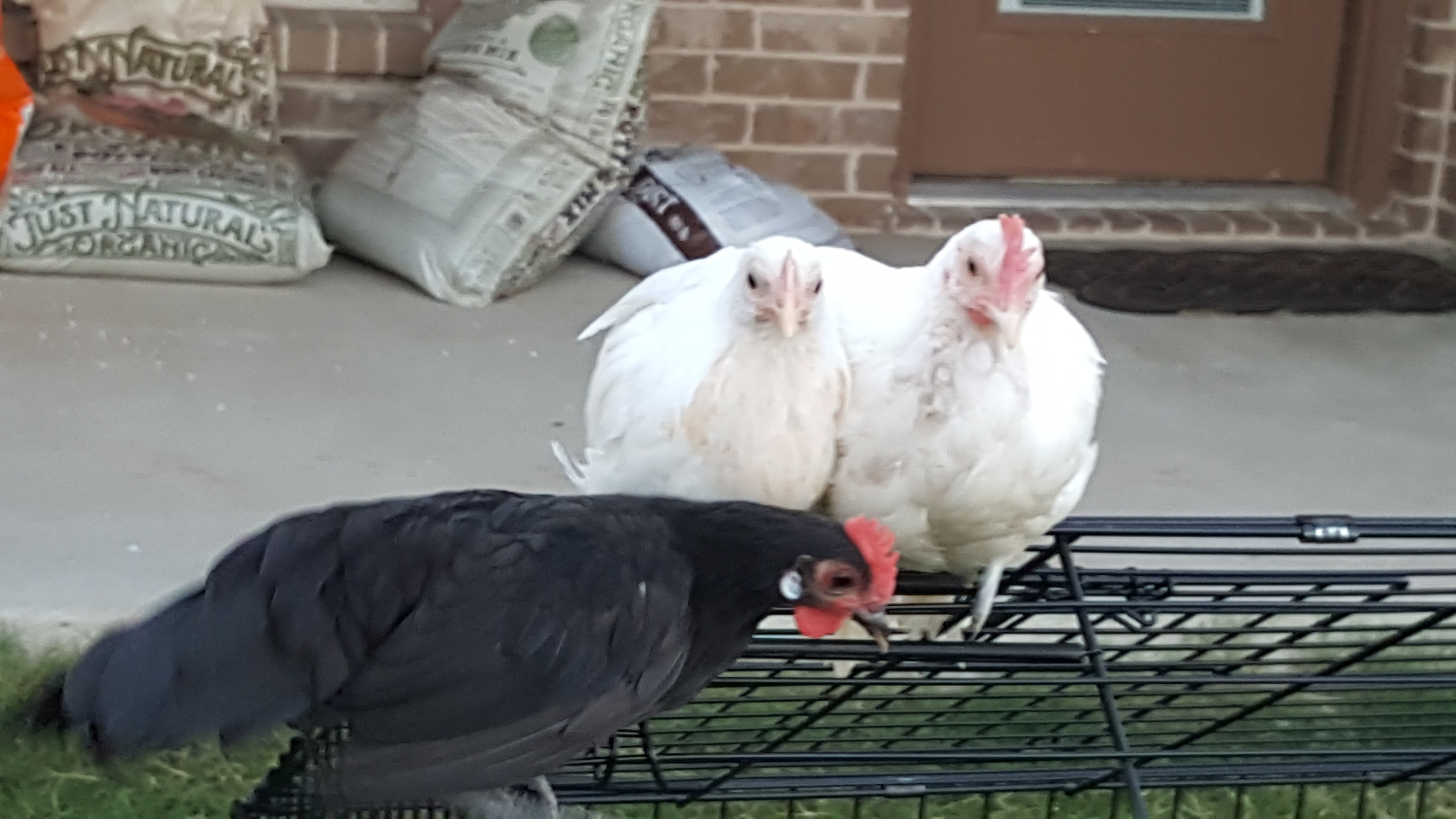 Henry with his arm around Florette. Franklin is in front of them.