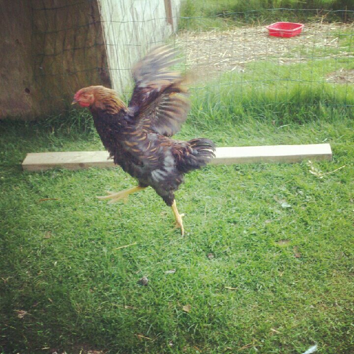 Henry