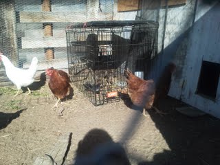 hens are checking out the newbies....