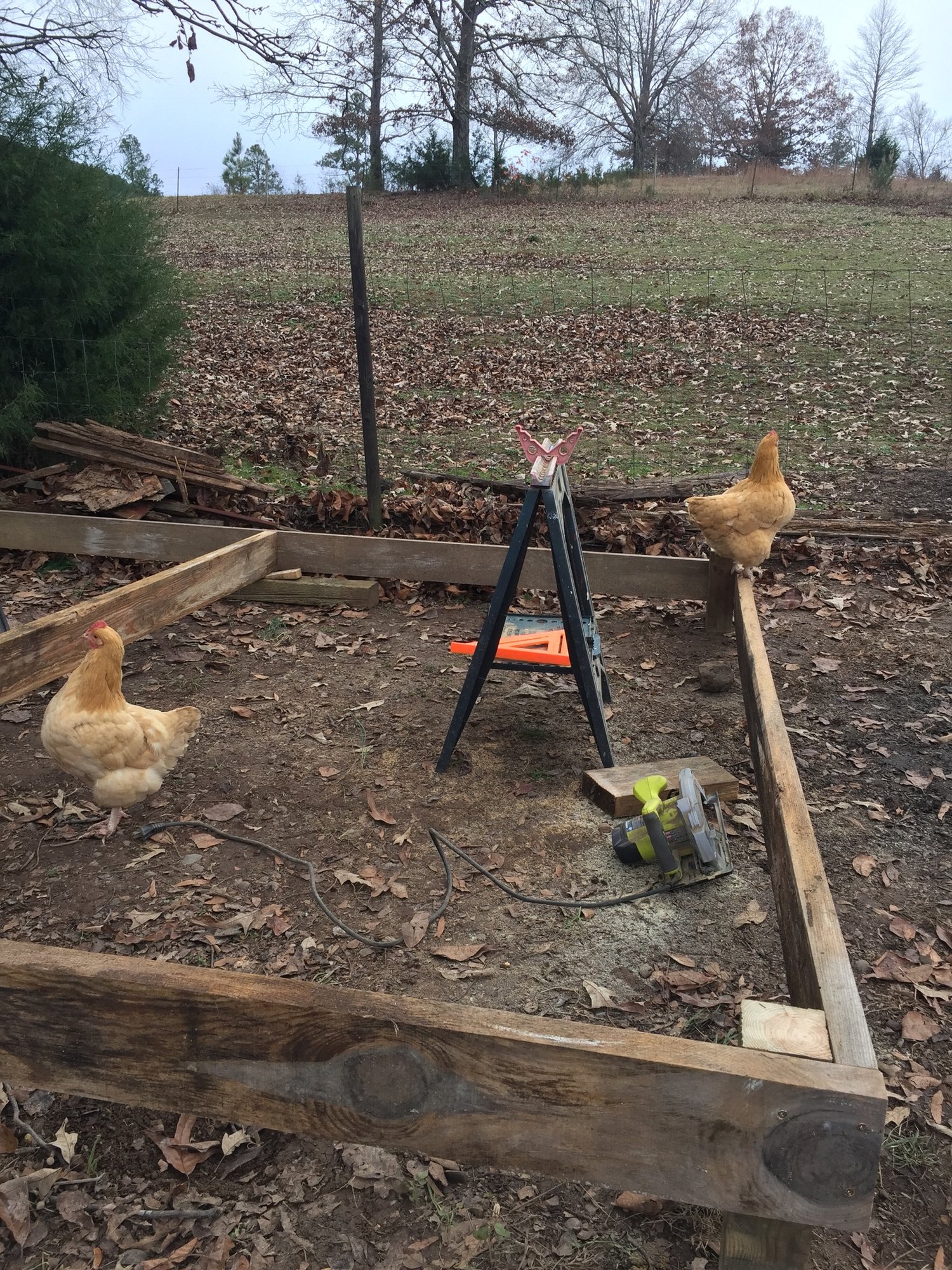 Hens checking levelness